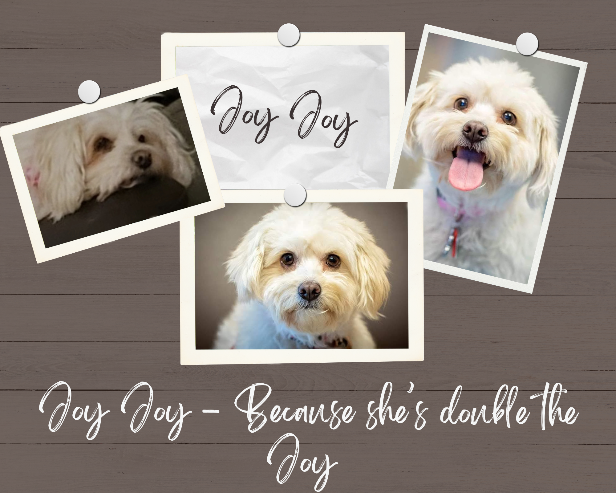 Decorative scrapbook page featuring three photos of a small, fluffy, white dog with curly fur, a central paper with the phrase 'Dog Dog' in cursive, and a background of horizontal brown wooden planks with white script text that reads 'Dog Dog - Because she's double the dog'.