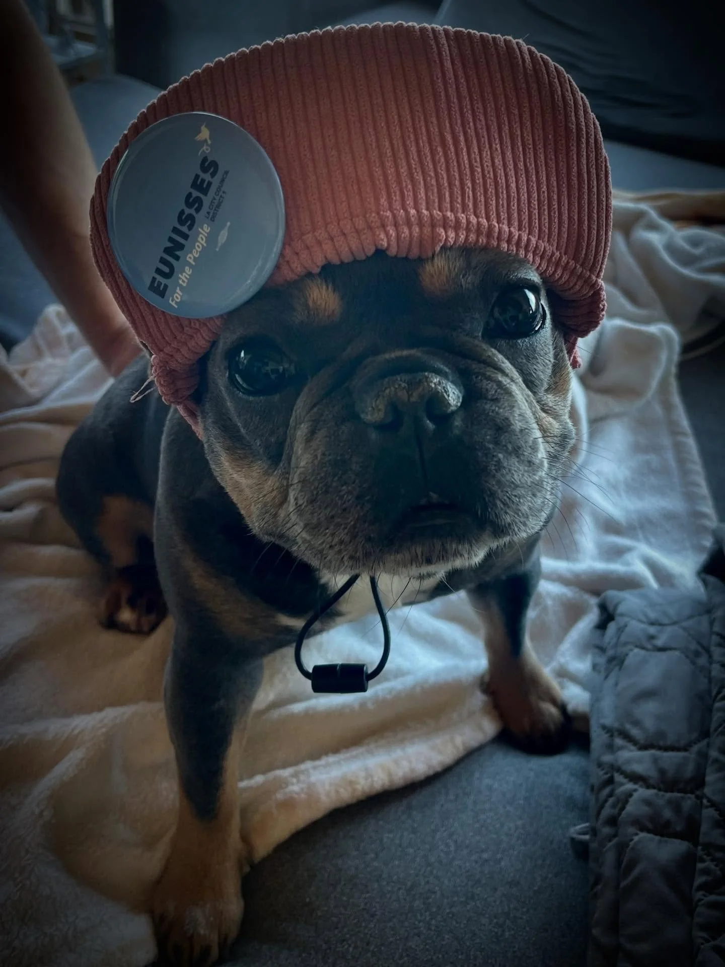 😤😤😤 S W A G 😤😤😤

We&rsquo;re ready to hit the polls. All paws on deck, fam. 3 DAYS LEFT. Eunisses.us/votecenter