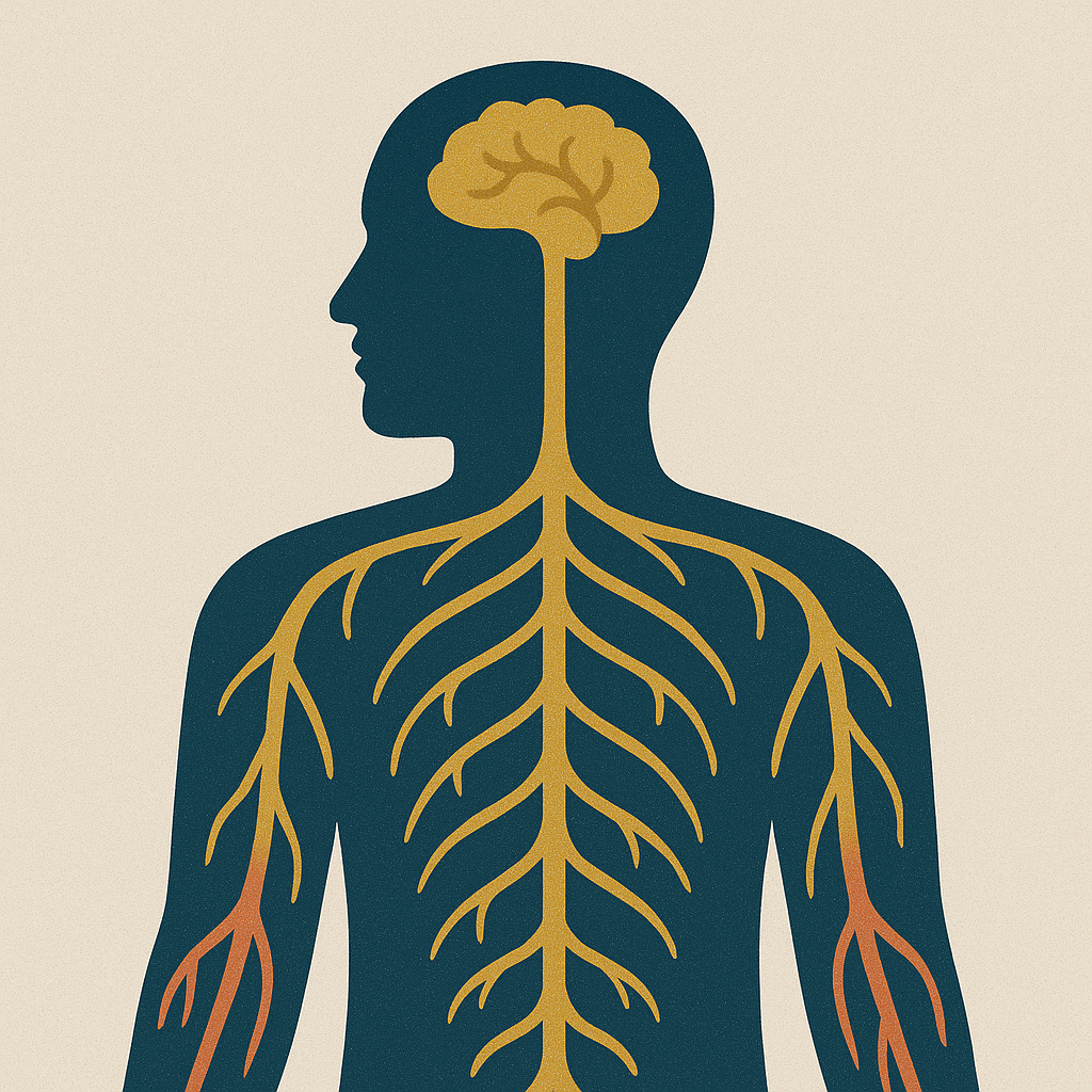 nervous-system-diagram-human-body-ego-strength.png.png