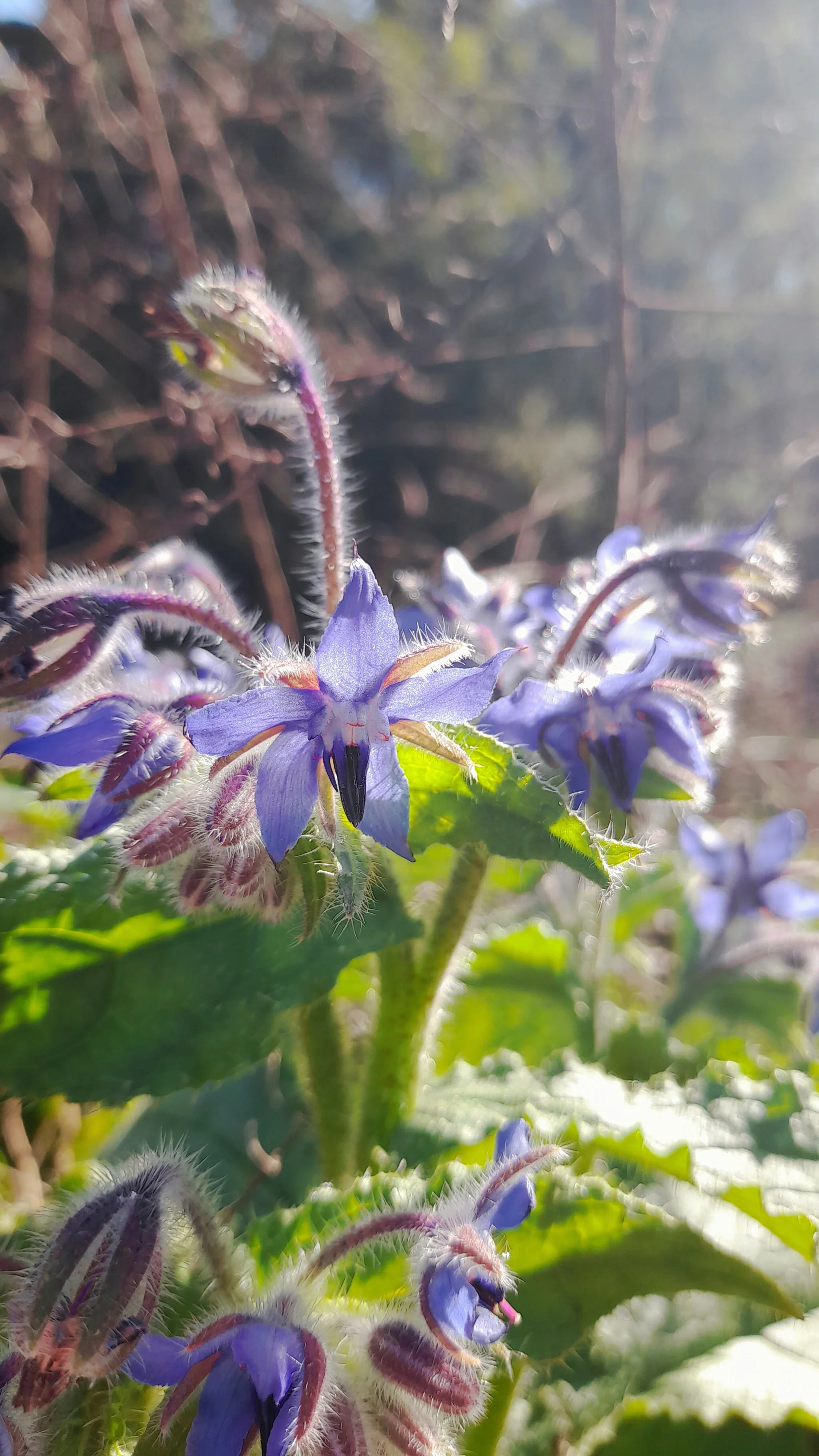 Hunter Valley Flower Essences.jpg