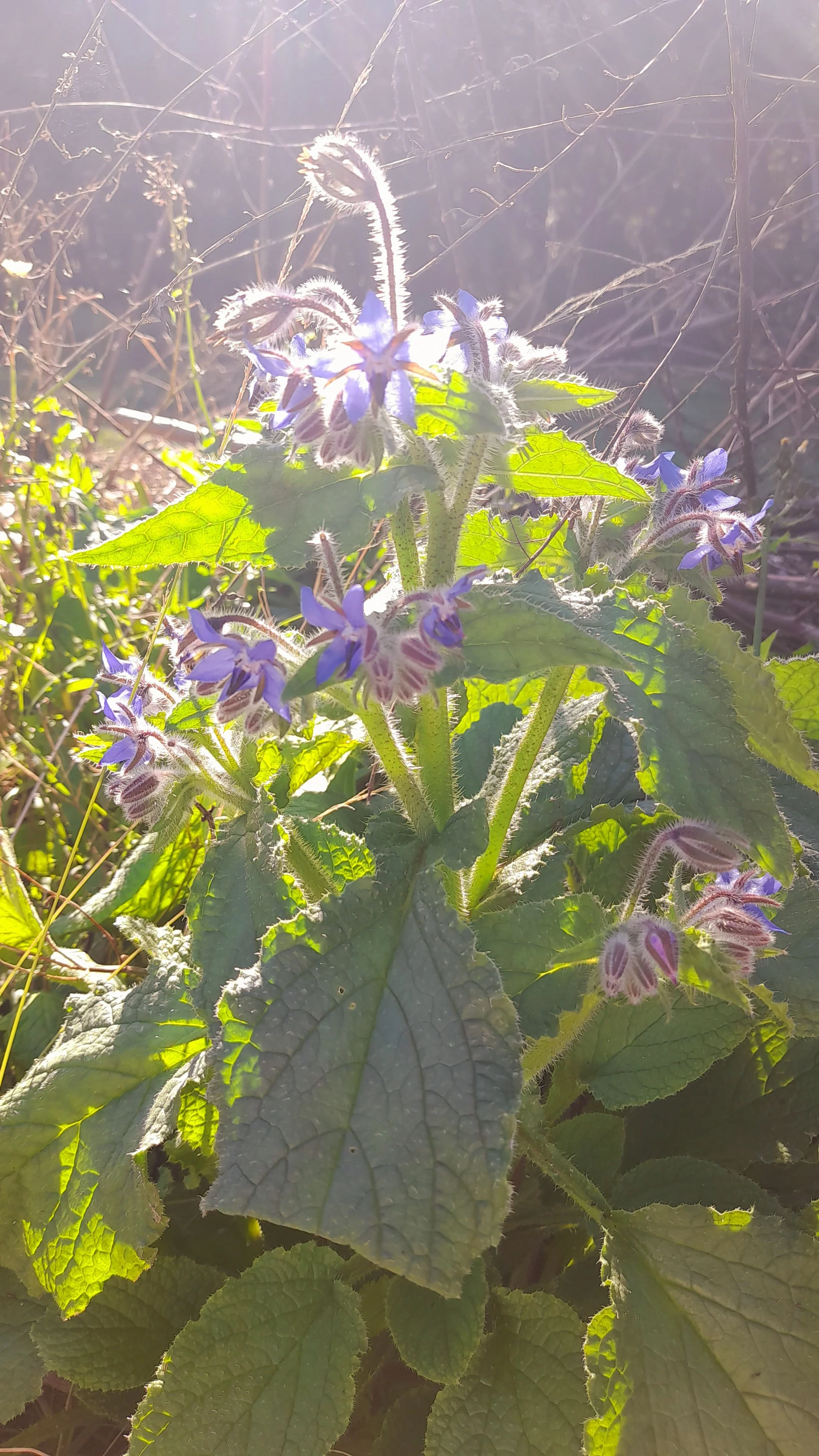 Borage Hunter Valley Greenwitch.jpg