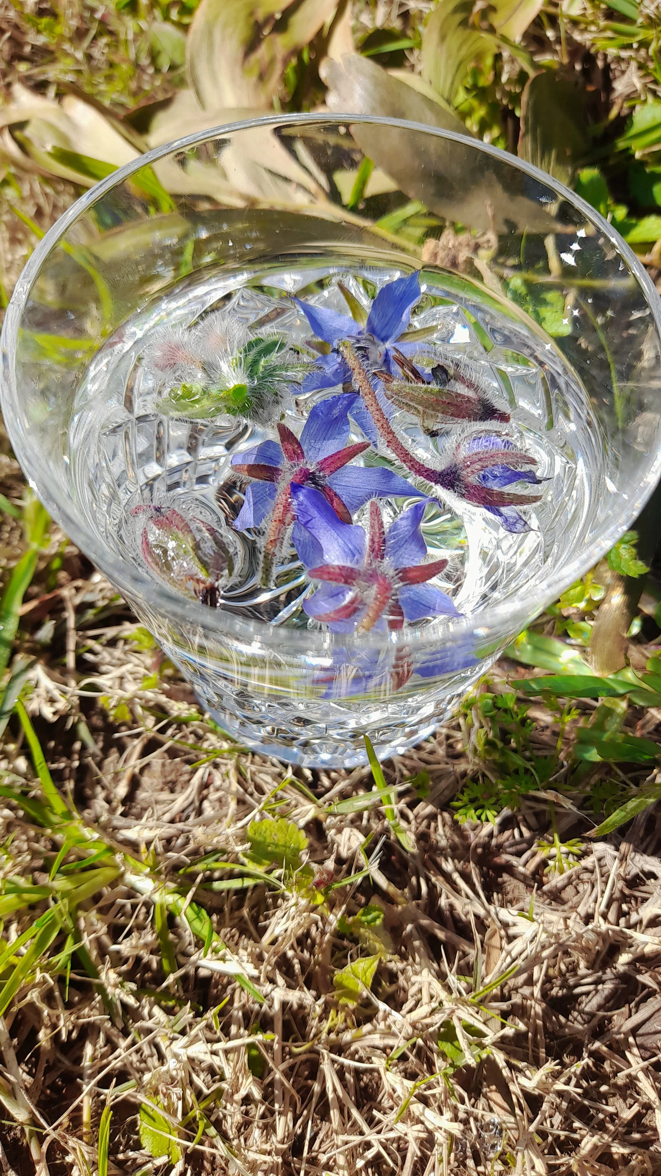 Hunter Valley Apothecary.jpg