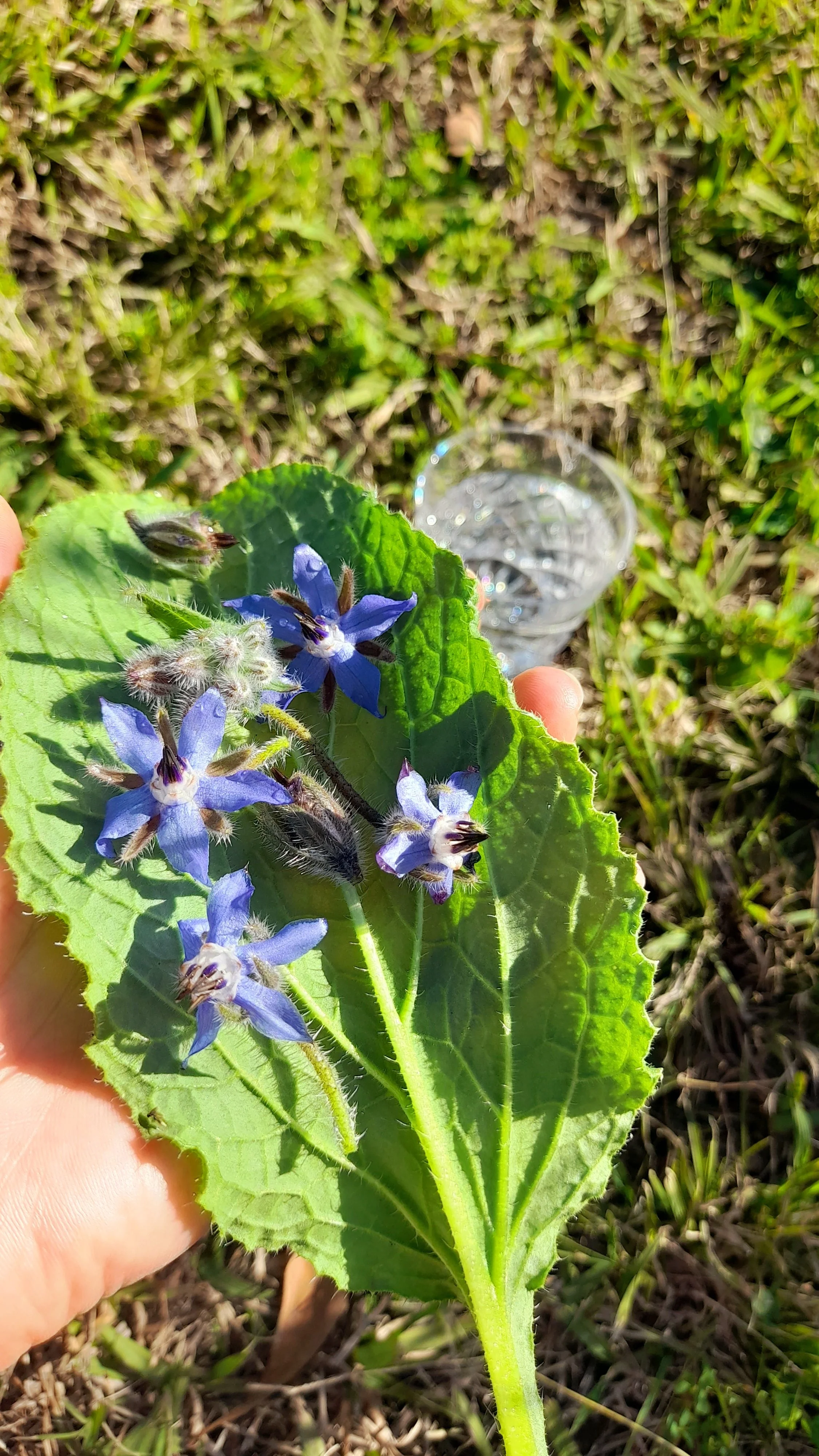 Borage Hunter Valley Flower Medicine.jpg