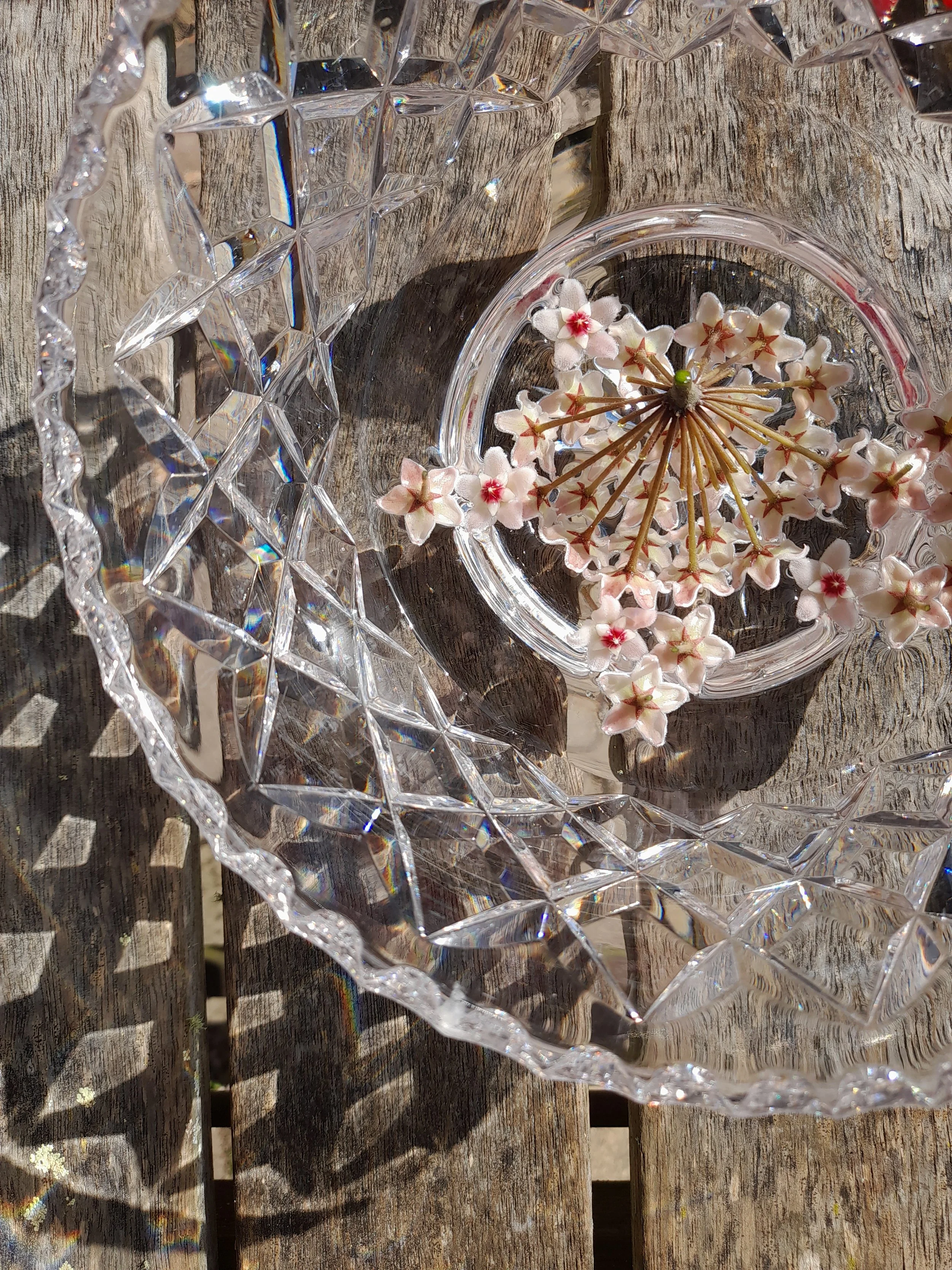 Flower Essences Hunter Valley.jpg