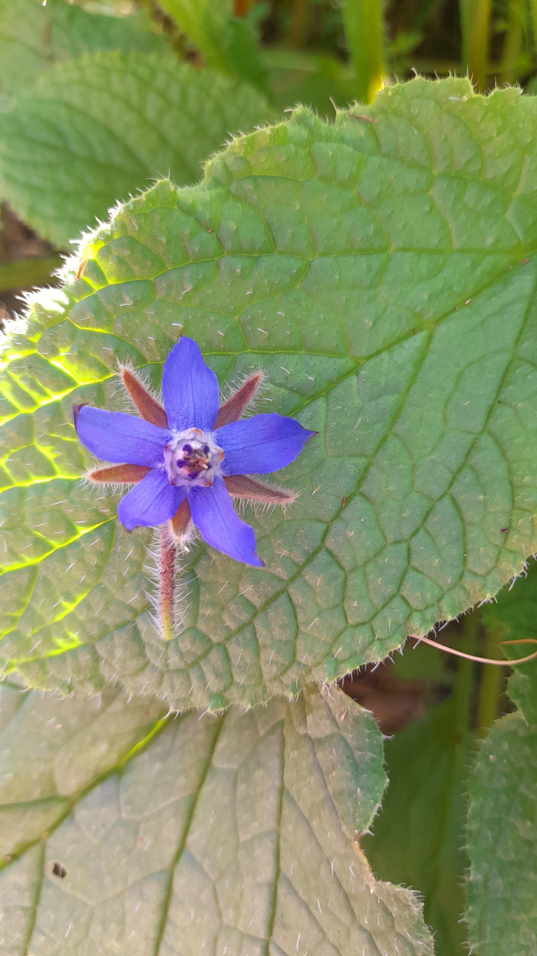 Borage Magic Flower Essence.jpg
