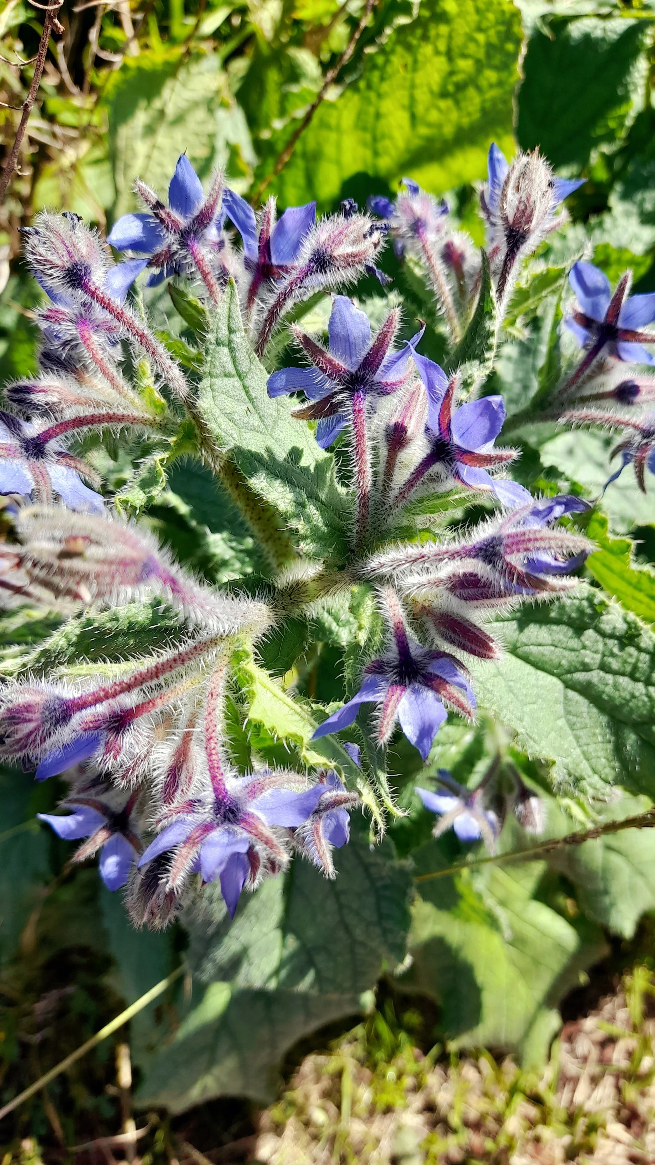 Borage Flower Essence.jpg
