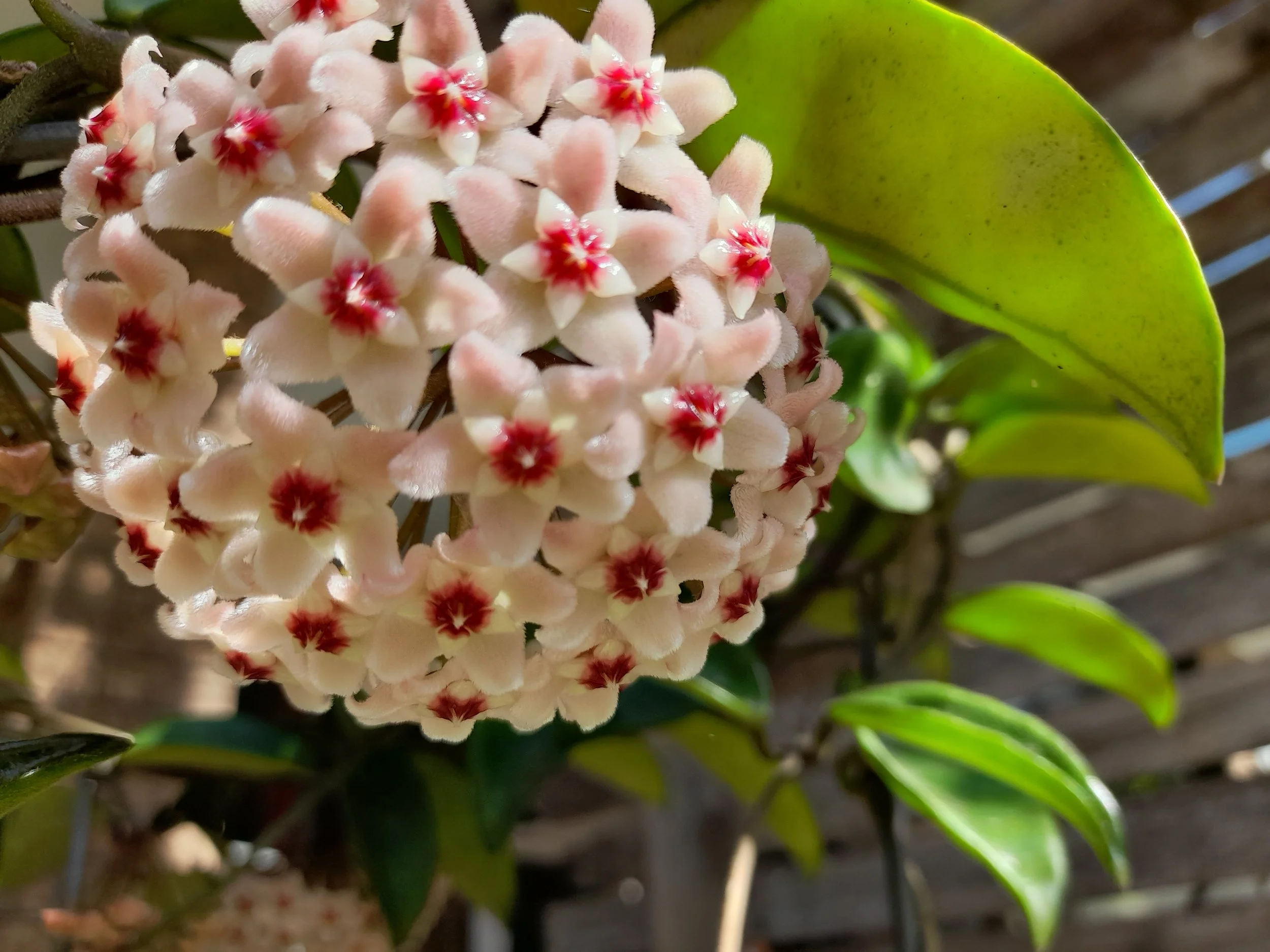 Hoya Flower Essence.jpg