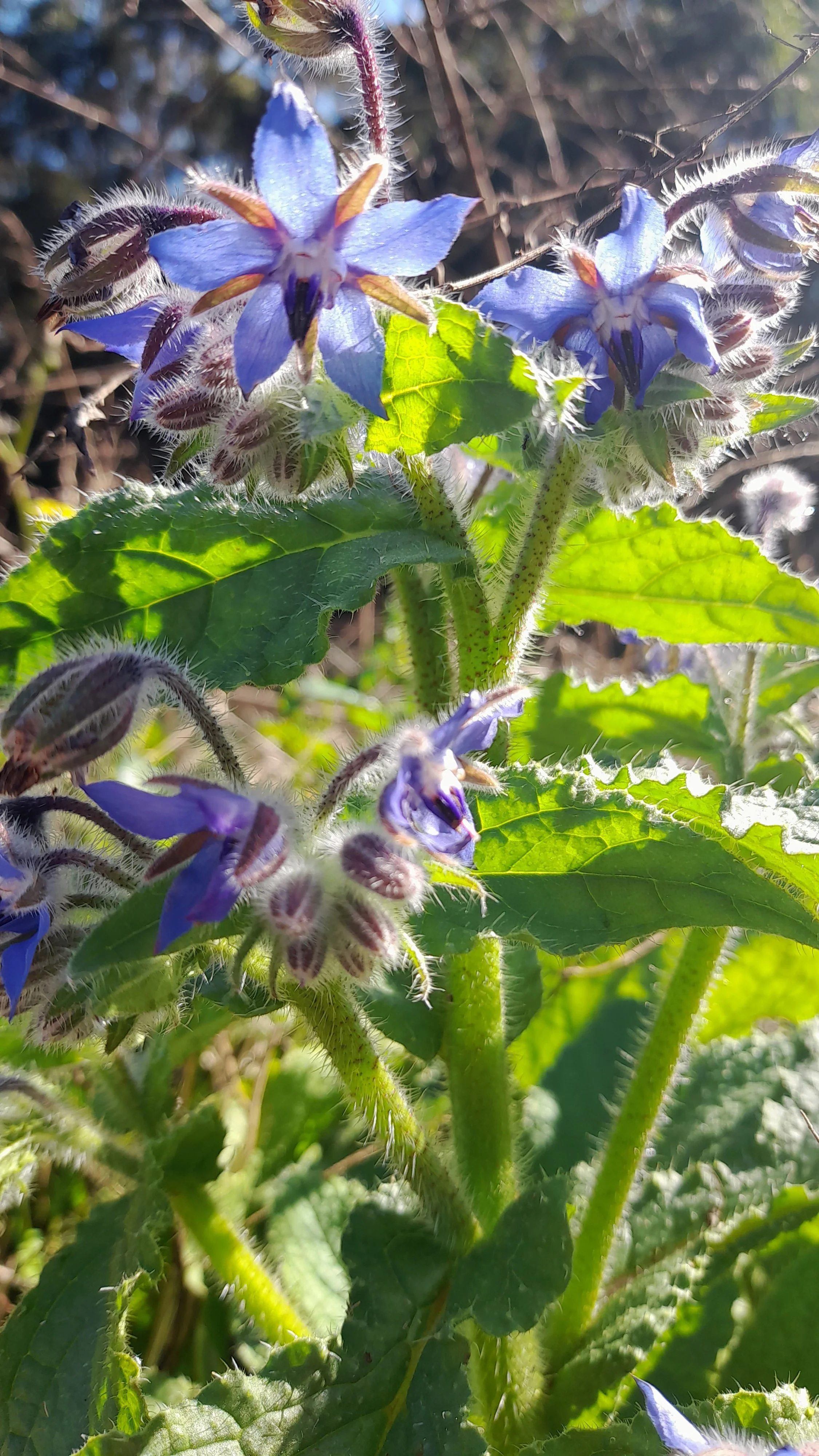 20250709_Borage Flower Essense.jpg