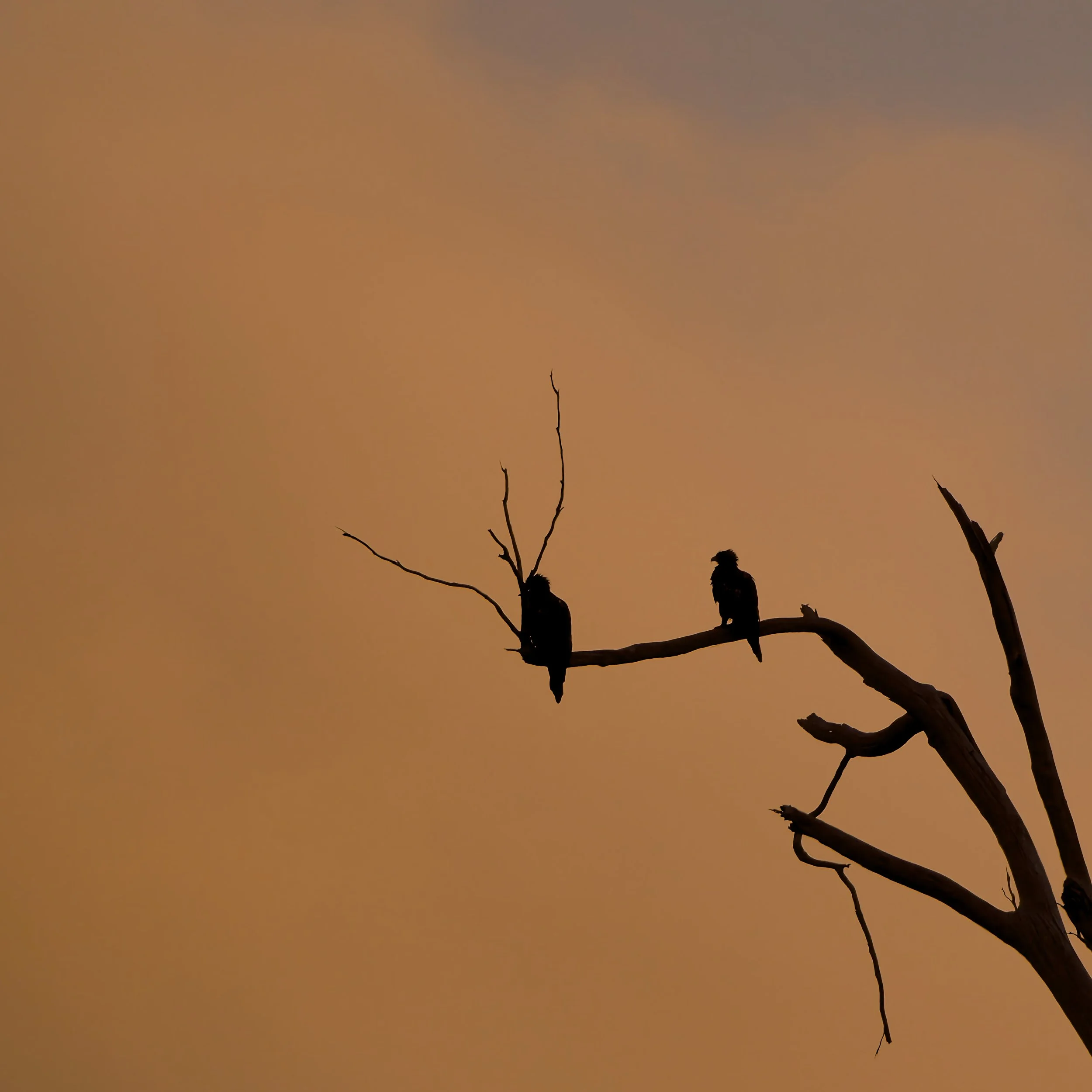 Last Light