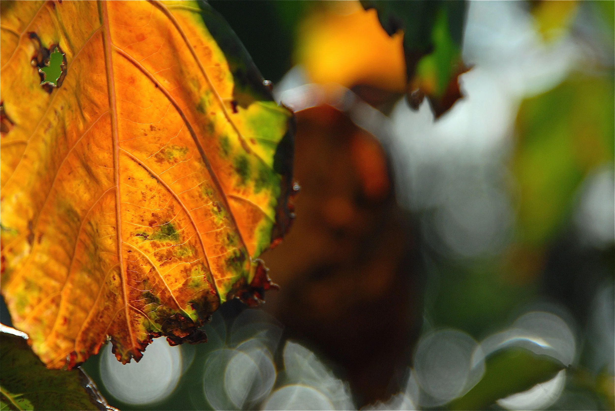 Crisp_and_Light_by_BriDesign copy.jpg