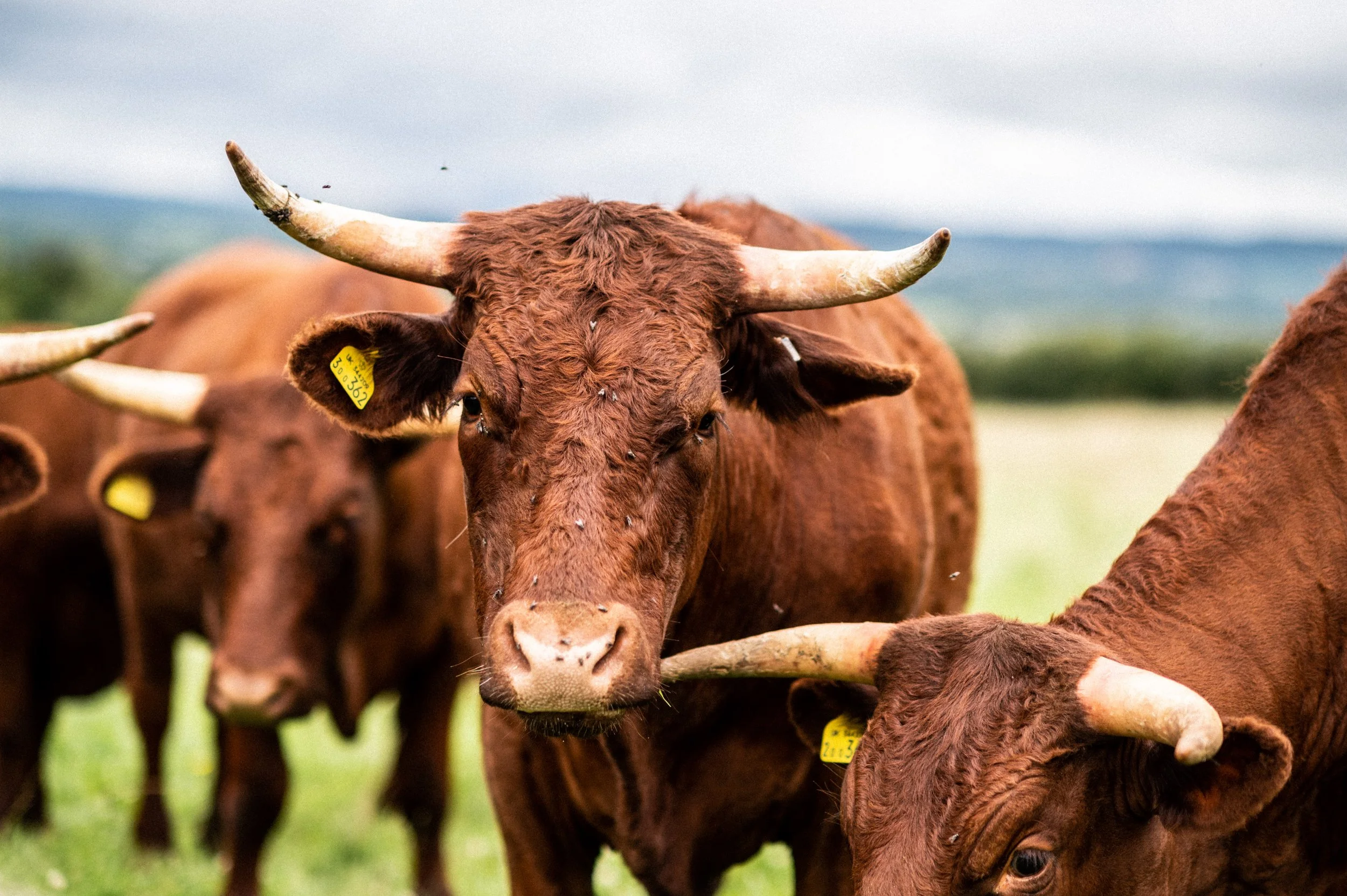 Group of brown cattle with horns standing outdoors on green grass, some with yellow ear tags, under a cloudy sky.
