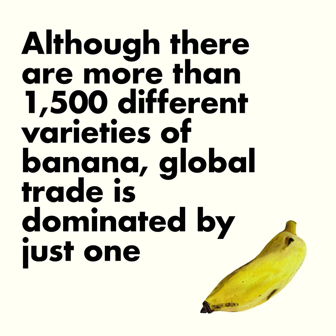Quote about banana trade with a yellow banana image in the lower right corner.
