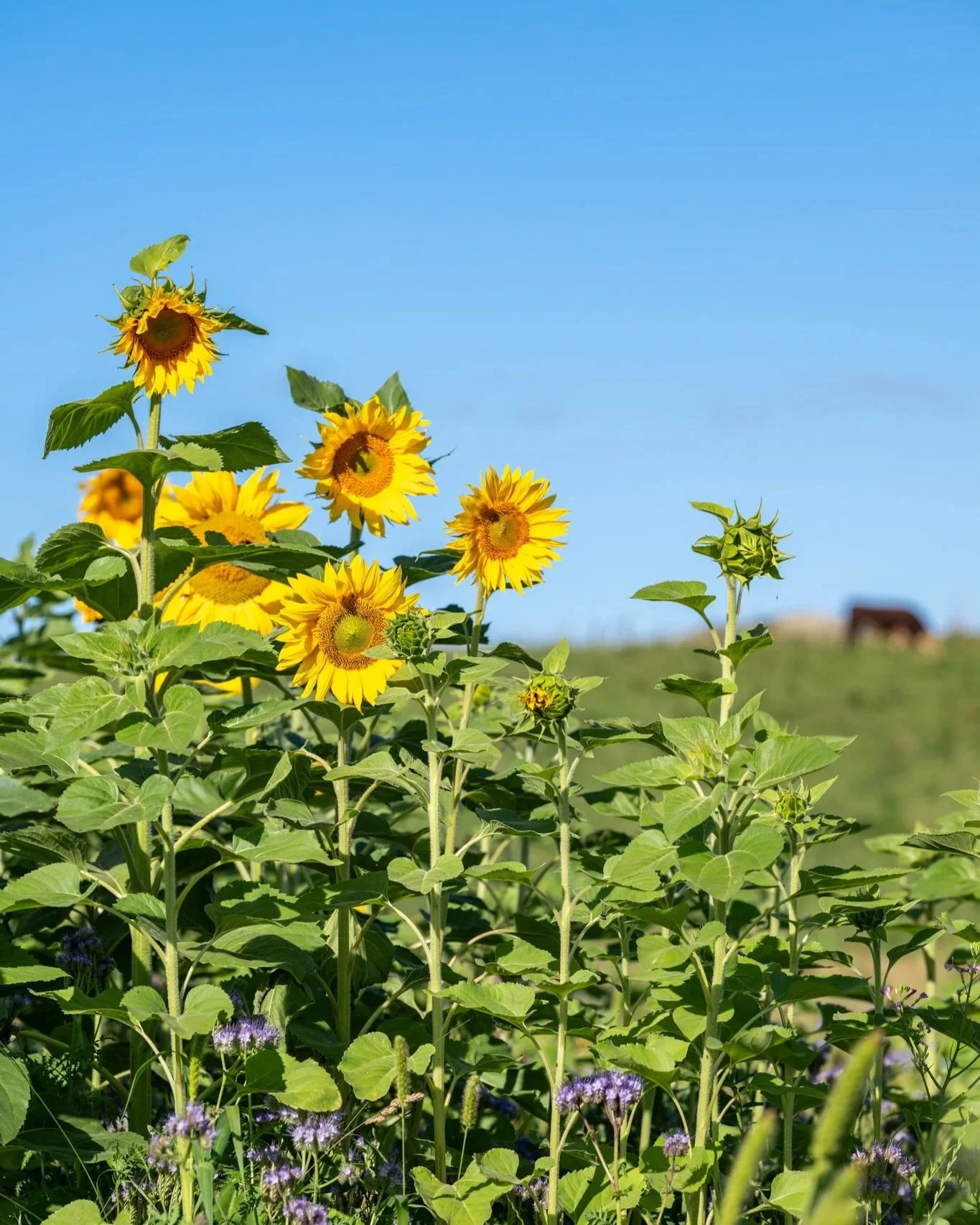 Sunflowers growing in a field under a clear blue sky.