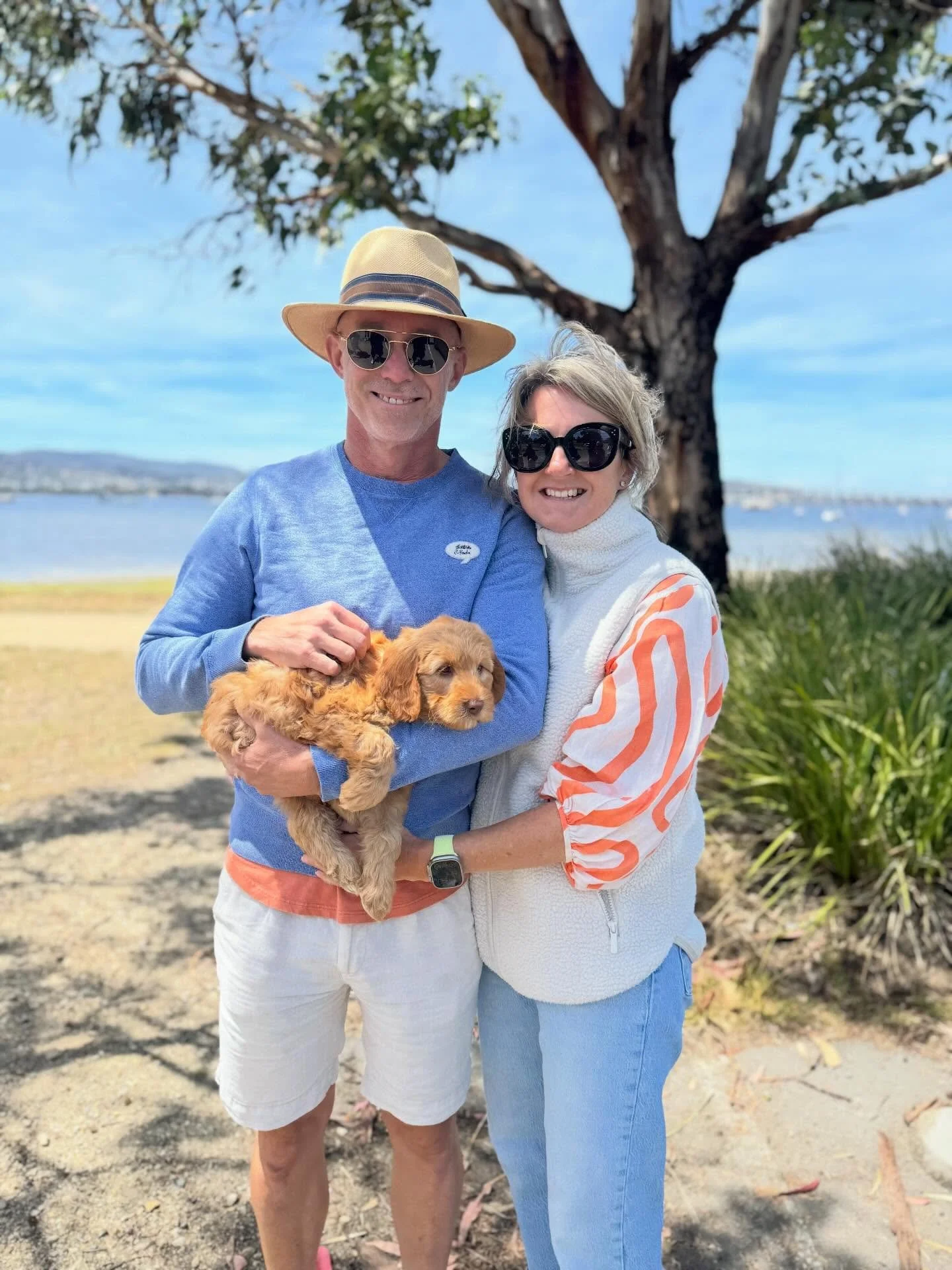 Meet Queenie &hellip;&hellip;.. Queenie King 👑 (still pondering her middle name).🤔

Our sweet Queenie is an Australian Cobberdog, a purpose-bred mix of Labrador, Poodle, Spaniel and some Terrier DNA.  Cobberdogs are known for their calm, gentle nat