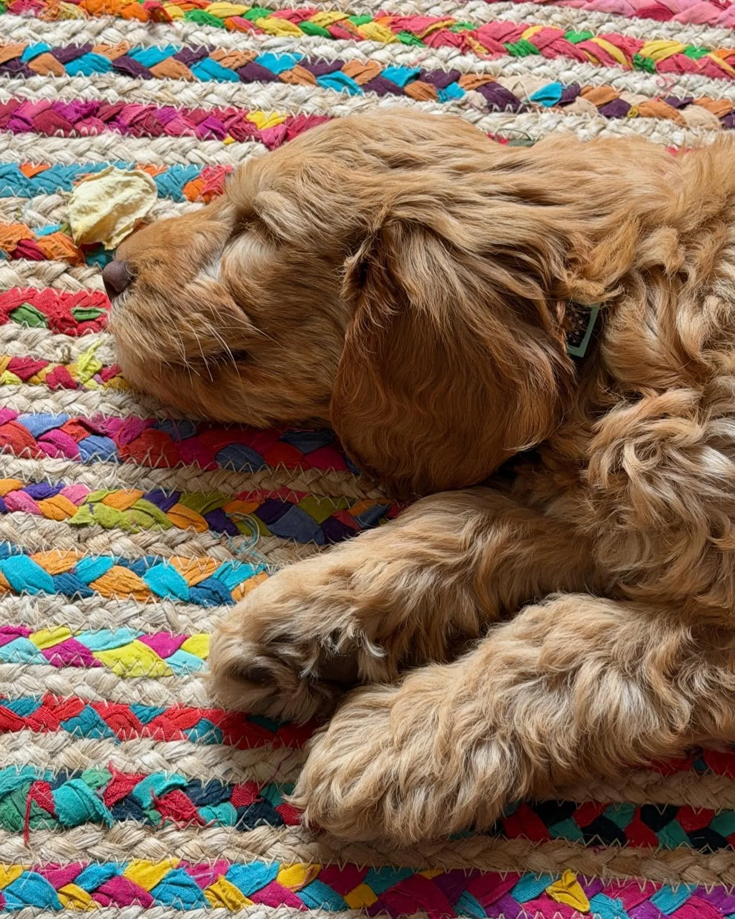 One smiley puppy. 🐶 🥰
