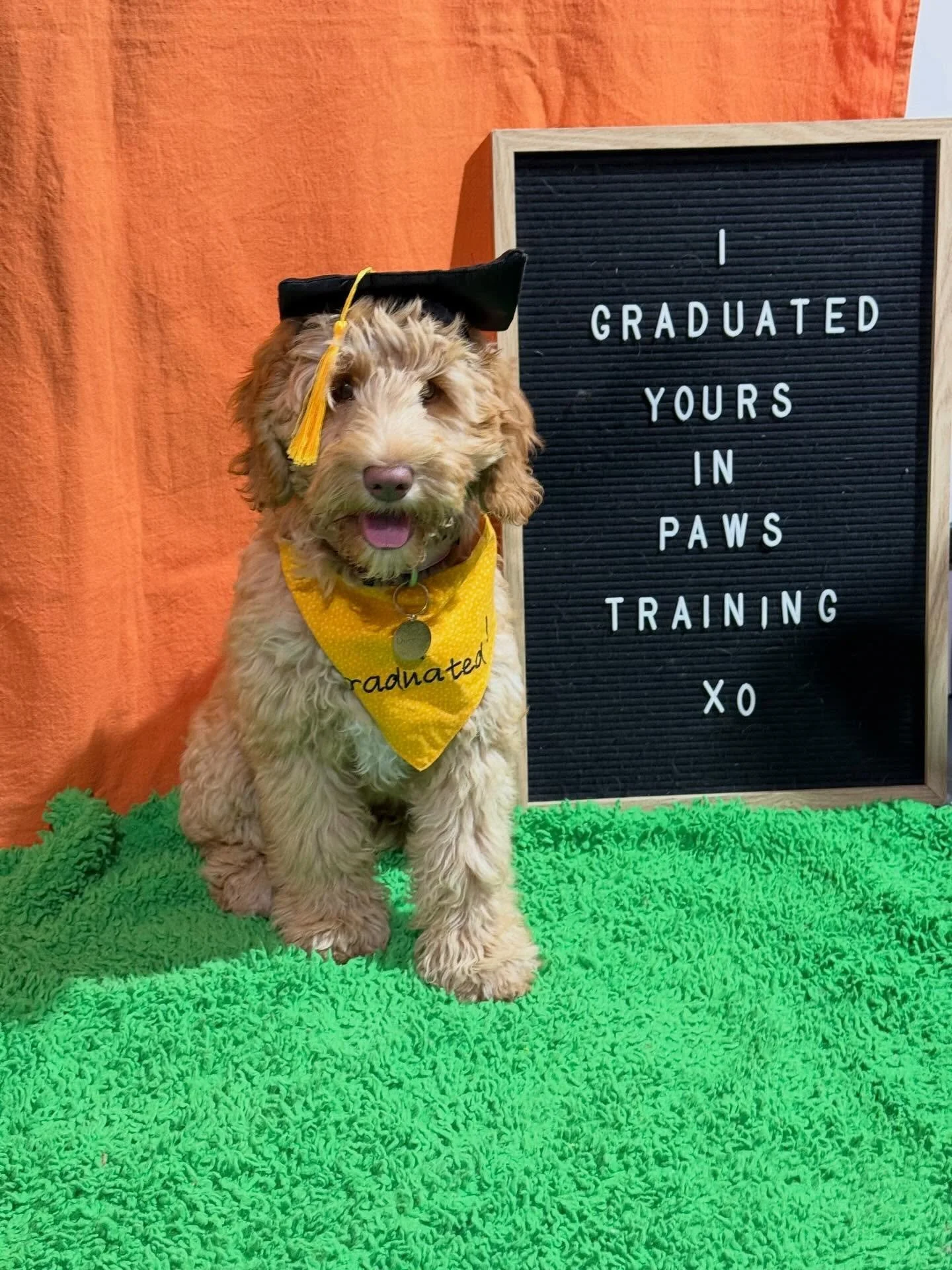 Too cute. 🐶😍 My birthday evening was spent at Queenie King&rsquo;s graduation. First of many steps towards becoming a therapy dog for my clients (and me!). ✨