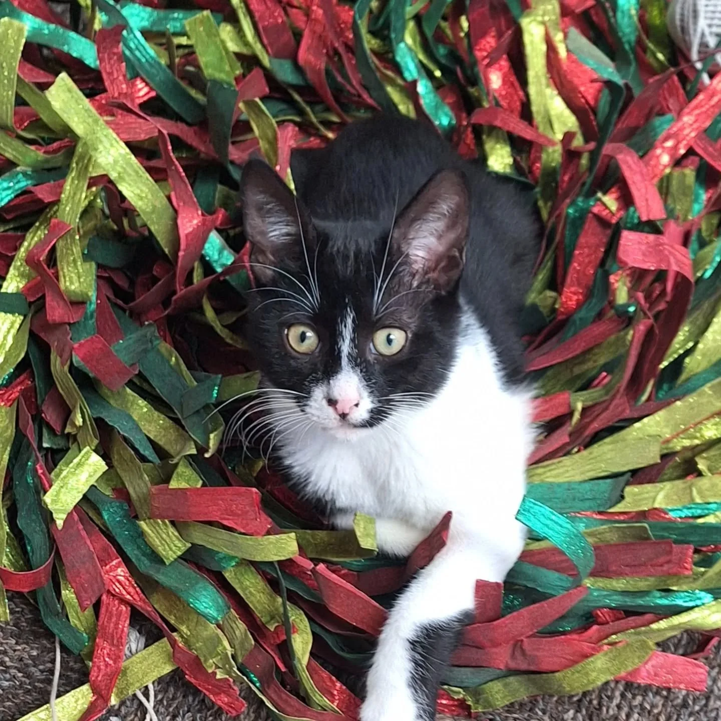 &Sigma;&alpha;&sigmaf; &epsilon;&upsilon;&chi;ό&mu;&alpha;&sigma;&tau;&epsilon; &Kappa;&alpha;&lambda;έ&sigmaf; &gamma;&iota;&omicron;&rho;&tau;έ&sigmaf; &mu;&epsilon; &upsilon;&gamma;&epsilon;ί&alpha;, &chi;&alpha;&rho;ά &kappa;&alpha;&iota; ό&mu;&o