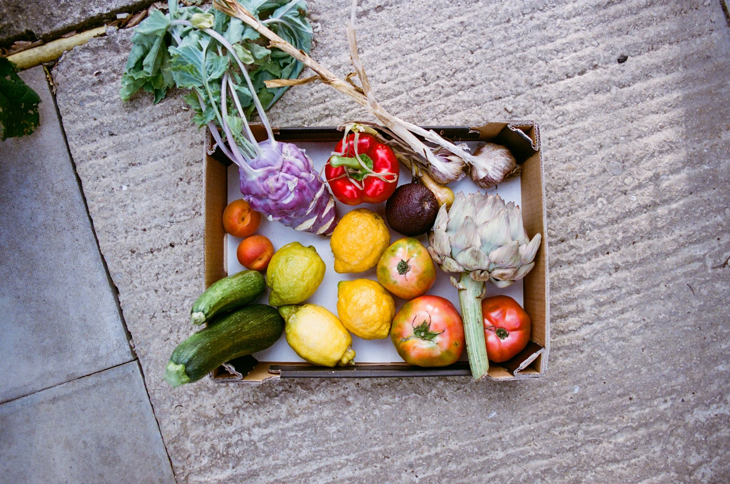 Autumn - Drawing Club x Worton Kitchen Garden