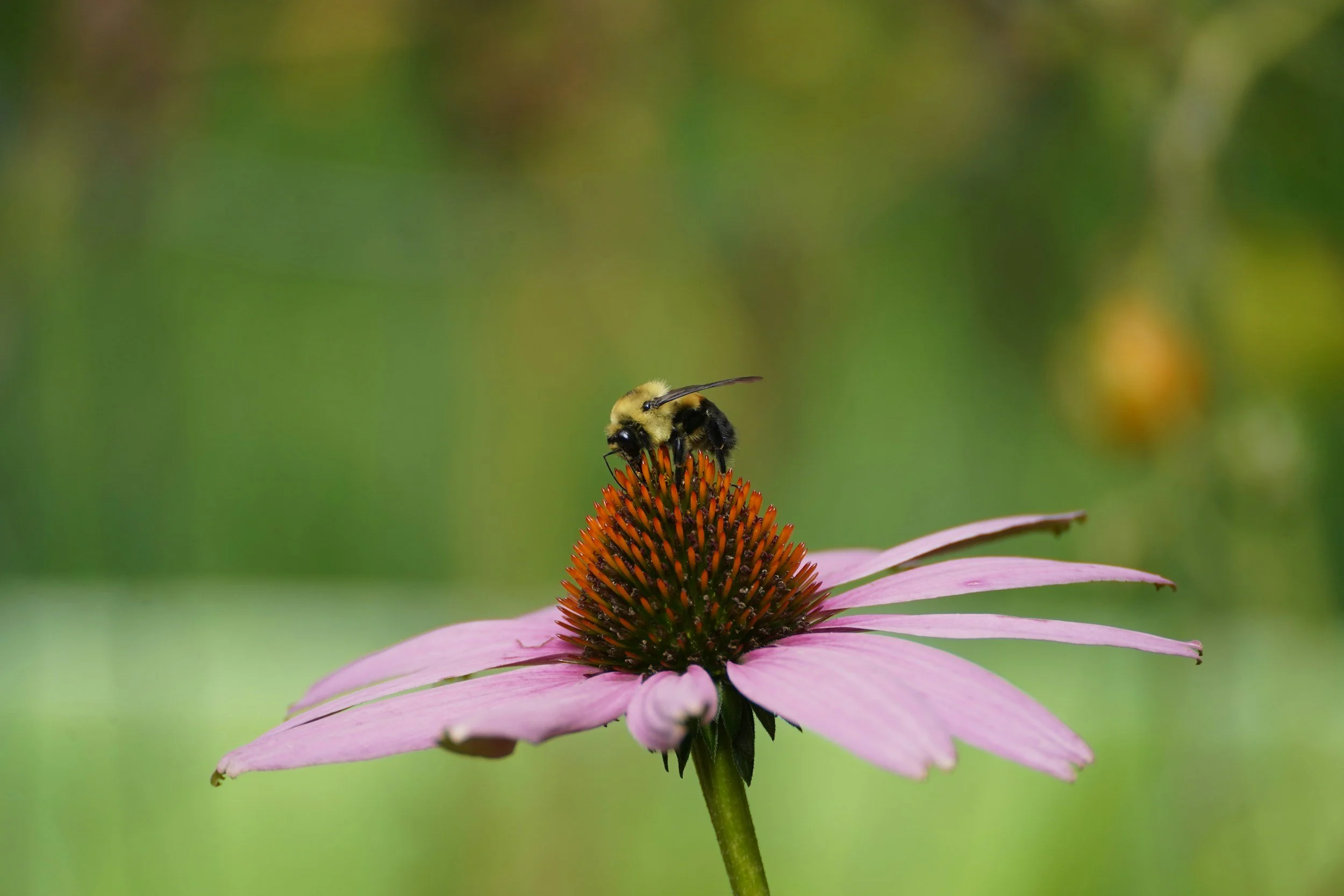 A bee perched on the cone of a pink coneflower with a blurred green background.