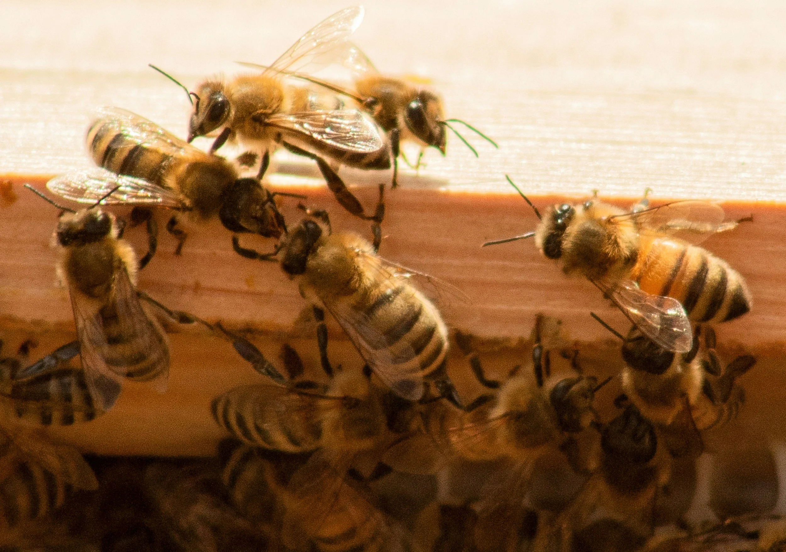 Close-up of honeybees on a hive, gathering nectar and working together.