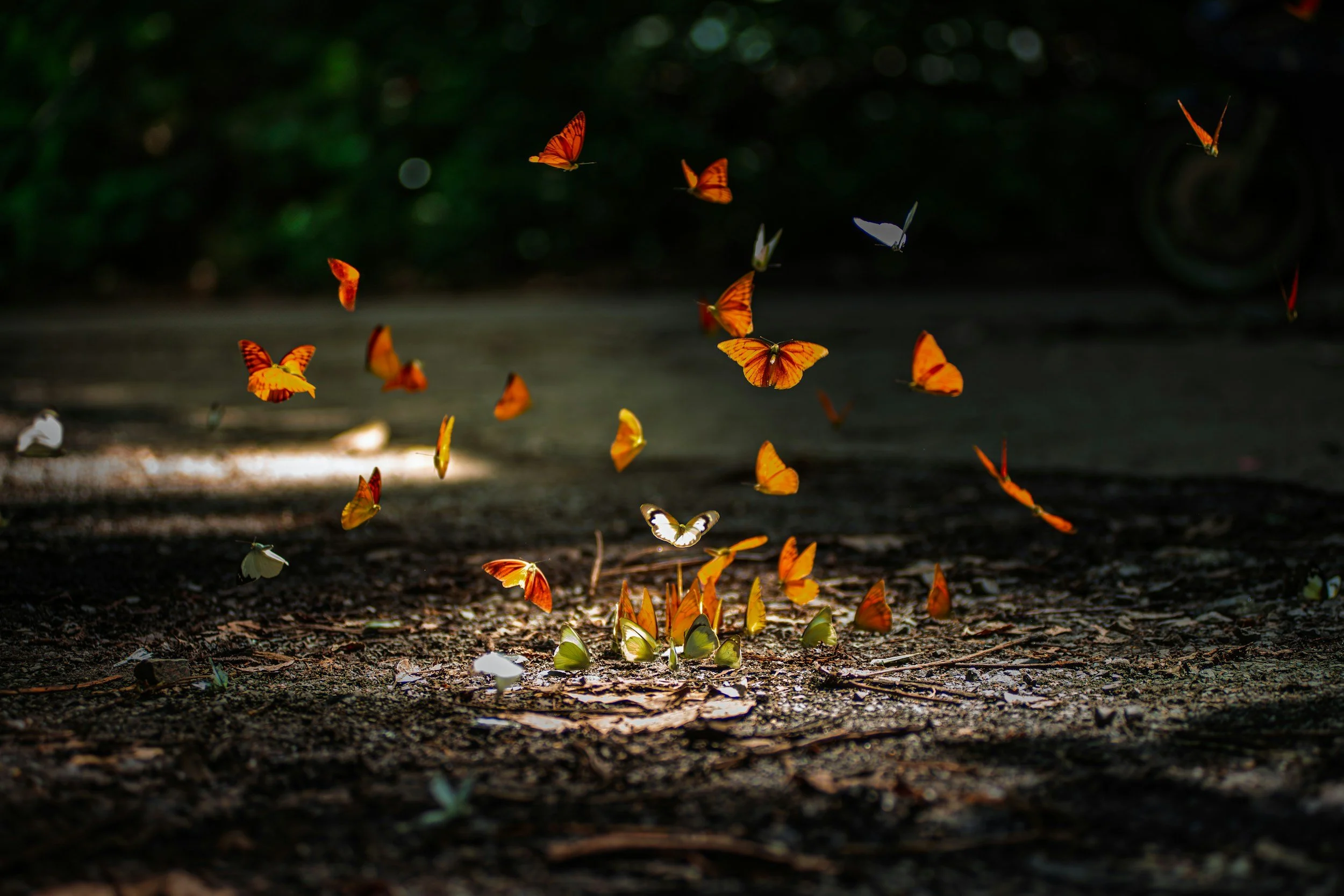 Narrative Therapy approaches to grief and loss may look at the spirits of those we have lost like butterflies