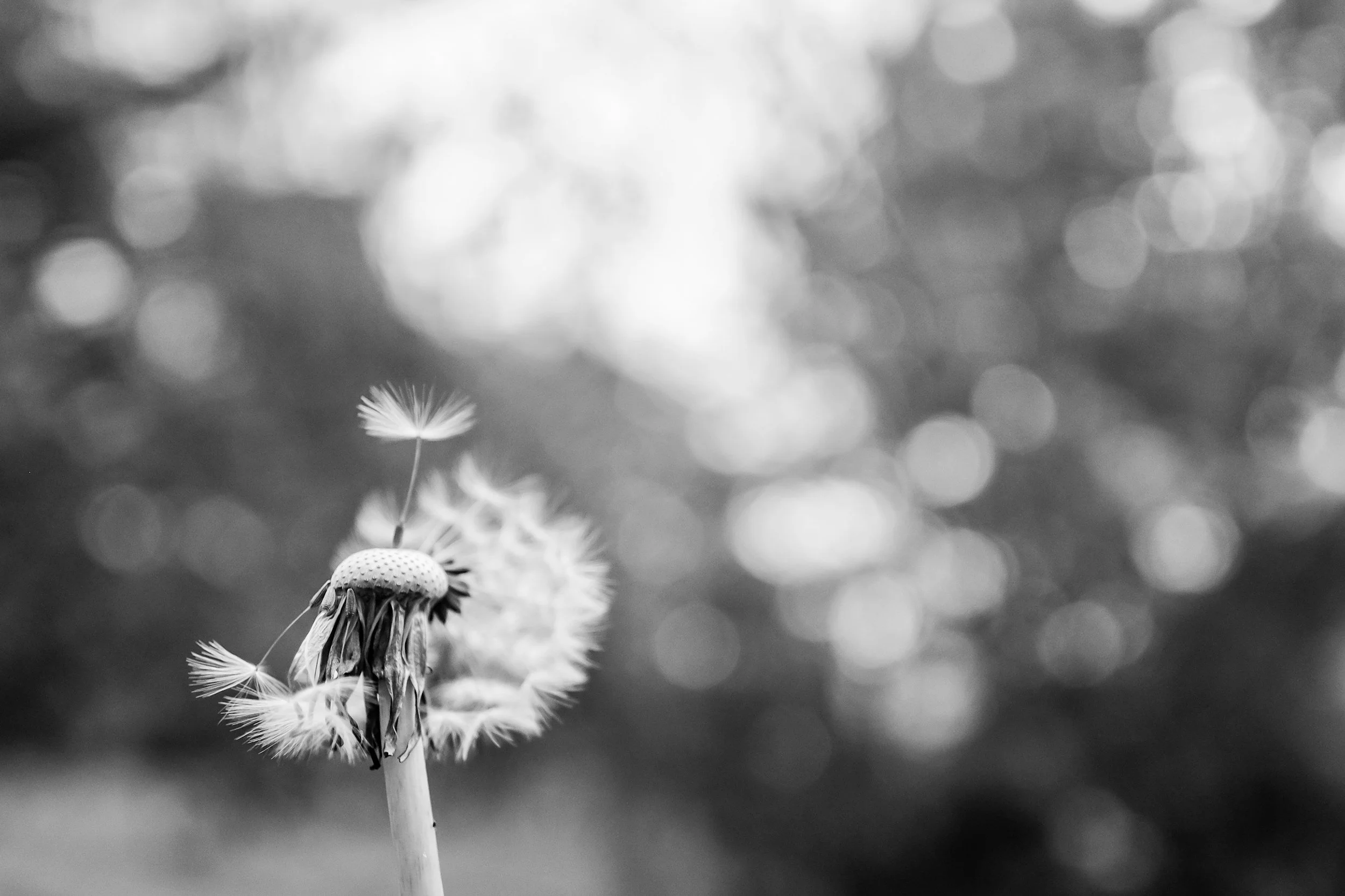 Beyond Thanatophobia: Why Confronting the Fear of Death Is the Highest Form of Self-Care