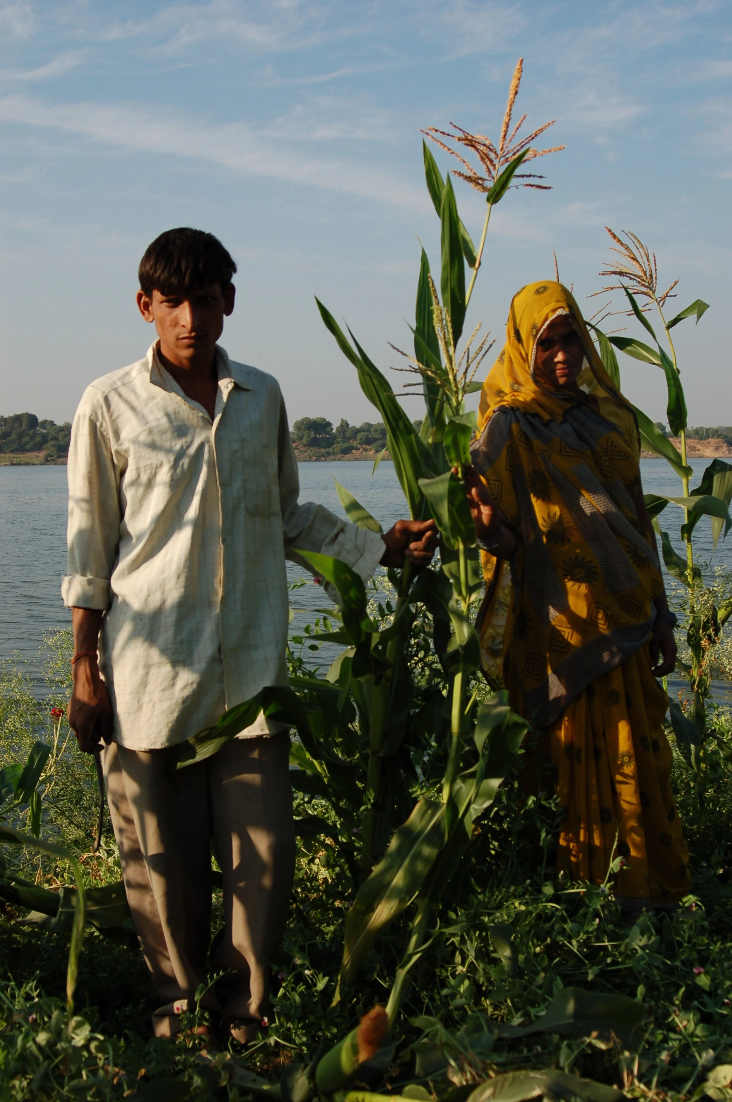 A young man and woman standing among tall corn plants near a body of water, with a clear sky in the background.