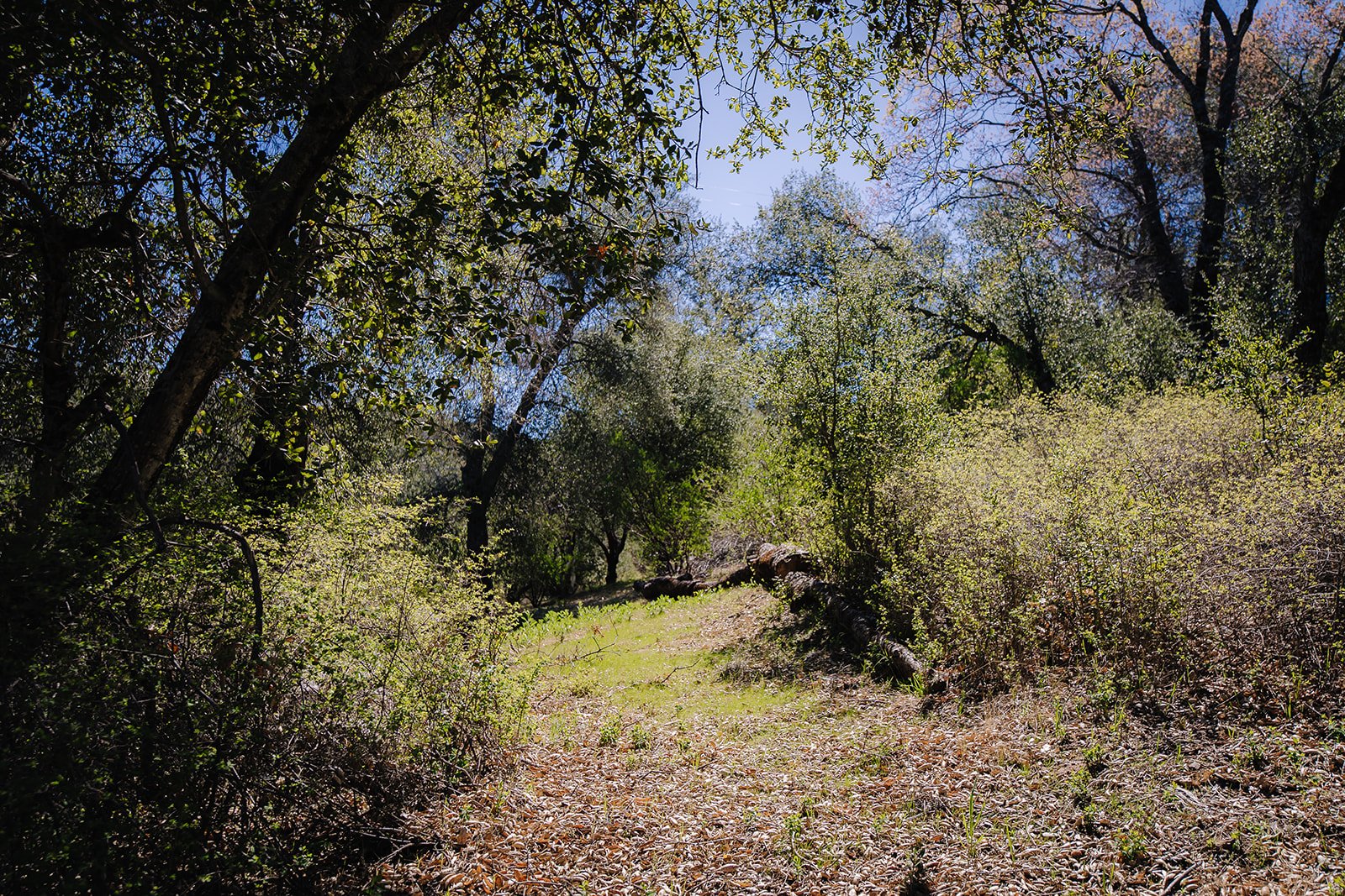 Forest Bathing Walking Paths on 4.4 Acres