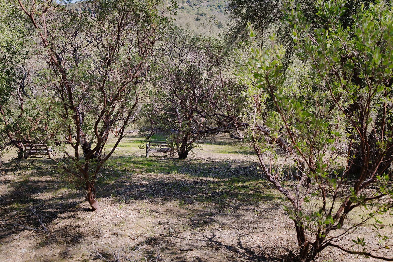 Manzanita Meditation Grove with 2 Benches for Rest, Prayer, Contemplation