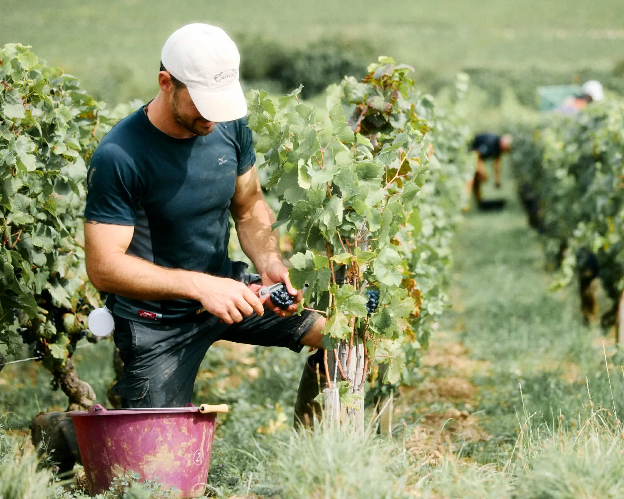 Un homme en t-shirt noir récolte des grapes dans une vigne avec un outil de coupe, et un seau à ses pieds.