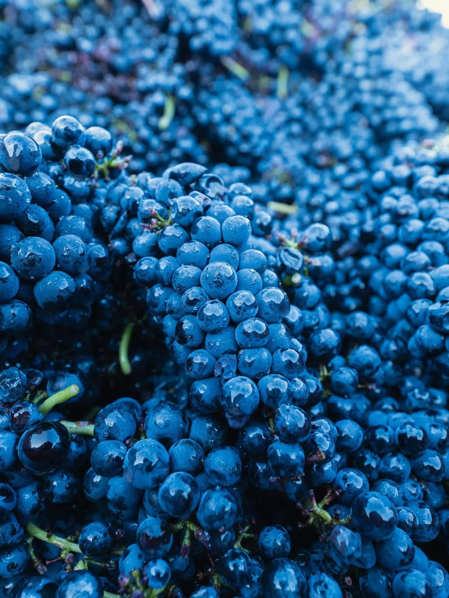Raisin de couleur bleue avec des gouttes d'eau, regroupés en grappes.