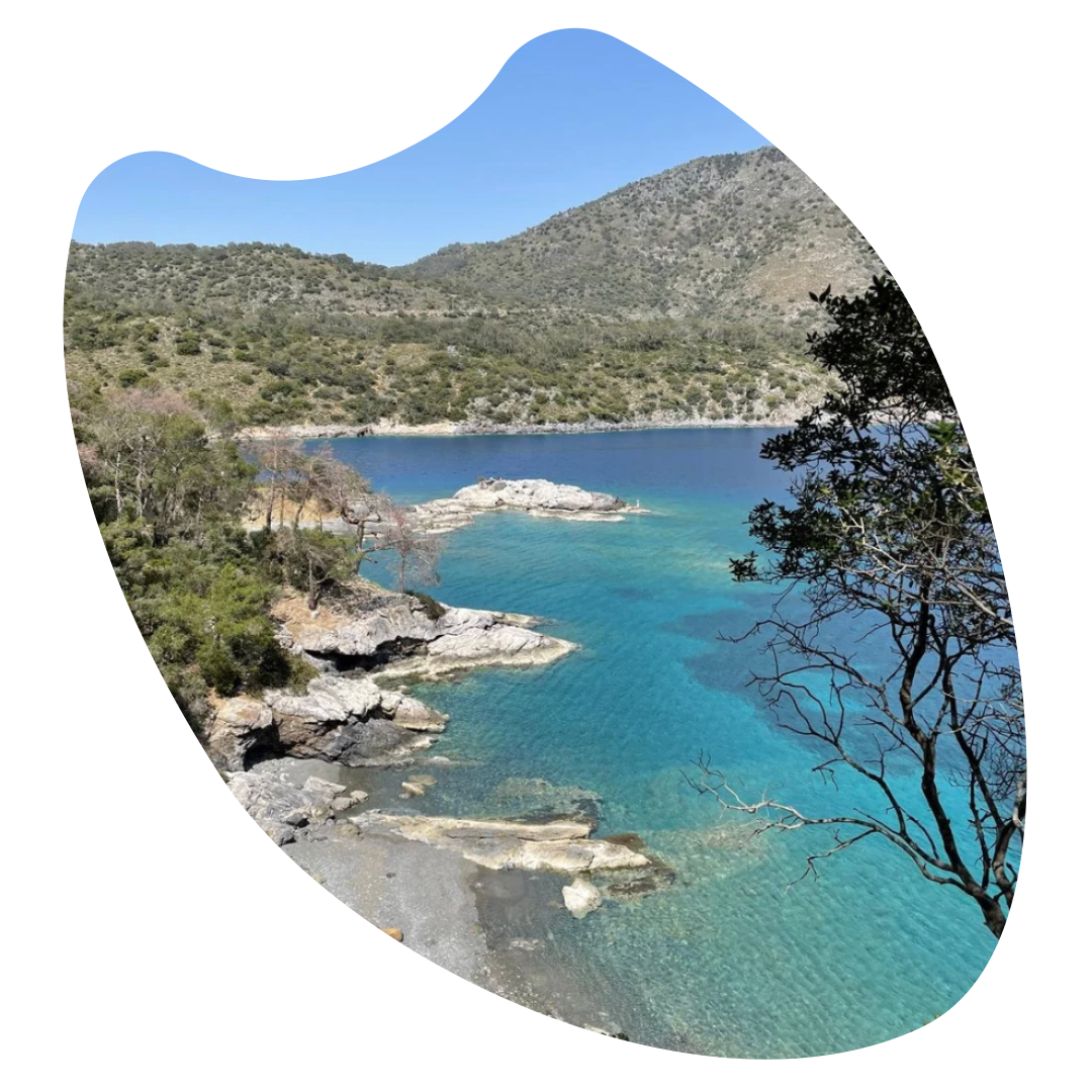 landscape in olijf vorm.png