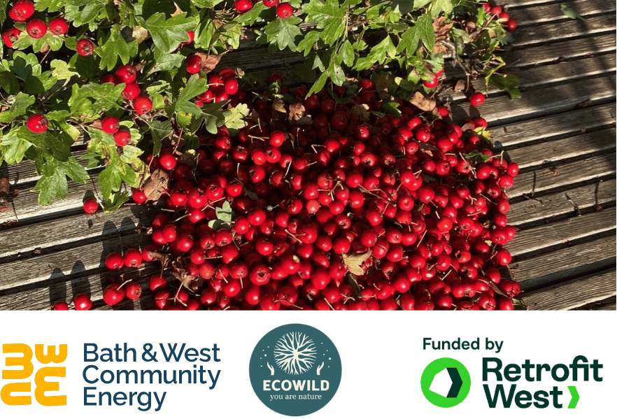 Cosy Homes, Foraging and Fermenting Workshop (Chew Magna)