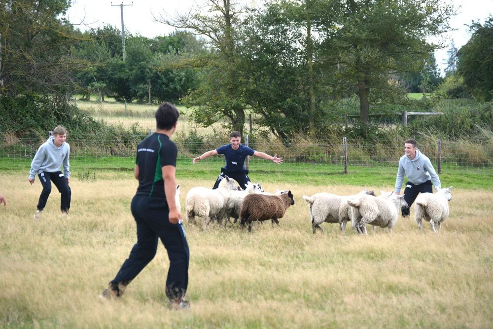 Four boys playing with sheep and a dog in a grassy field surrounded by trees and a fenced area.