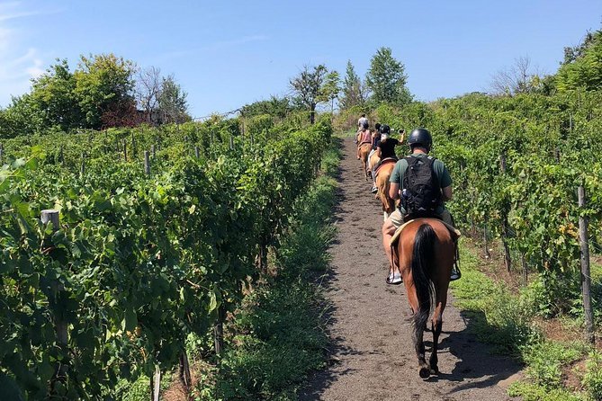 A group of people riding horseback through a vineyard on a sunny day.