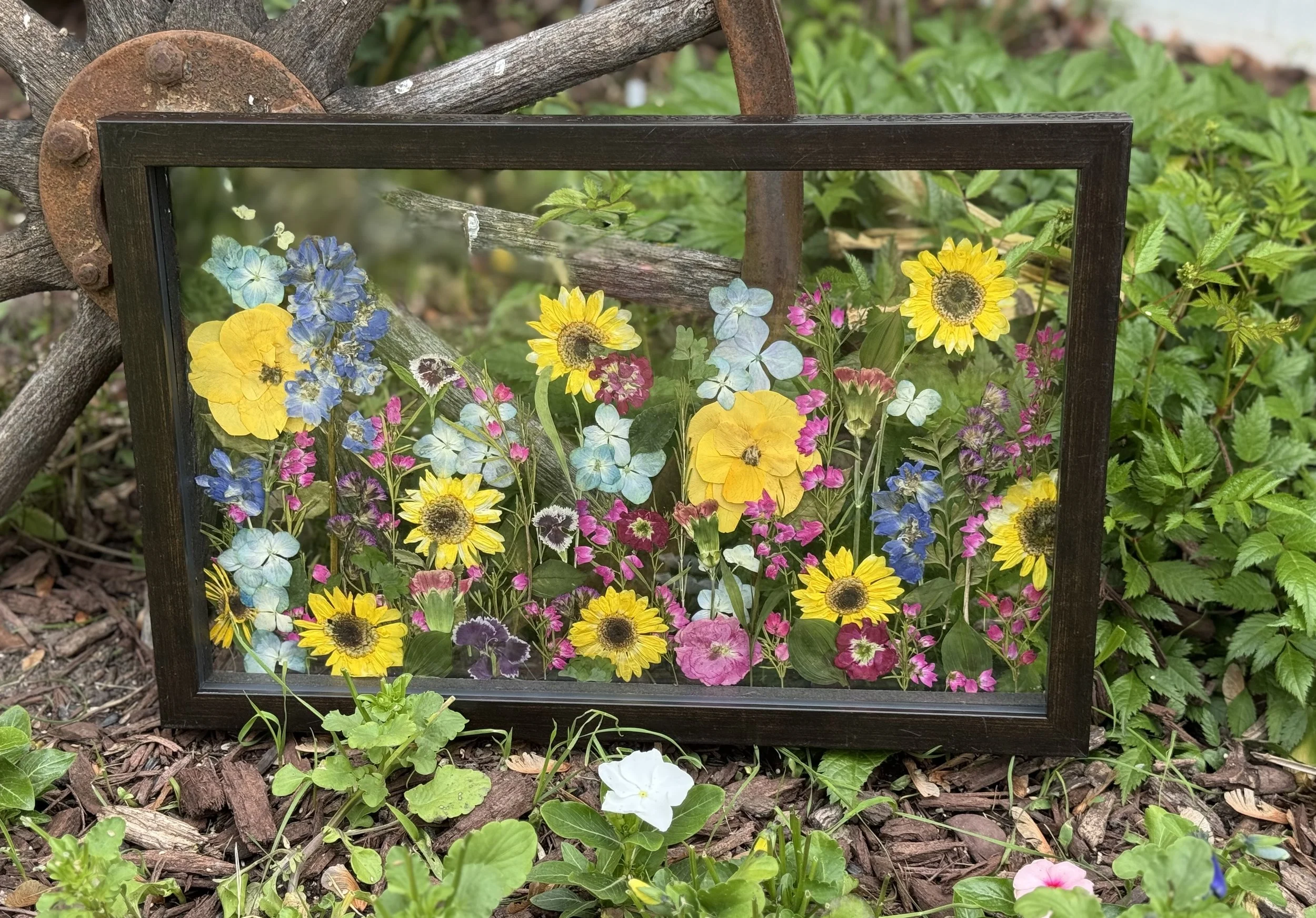 A glass frame filled with colorful pressed flowers, including blue, yellow, pink, and white blossoms, is placed outdoors among green plants and wood chips.