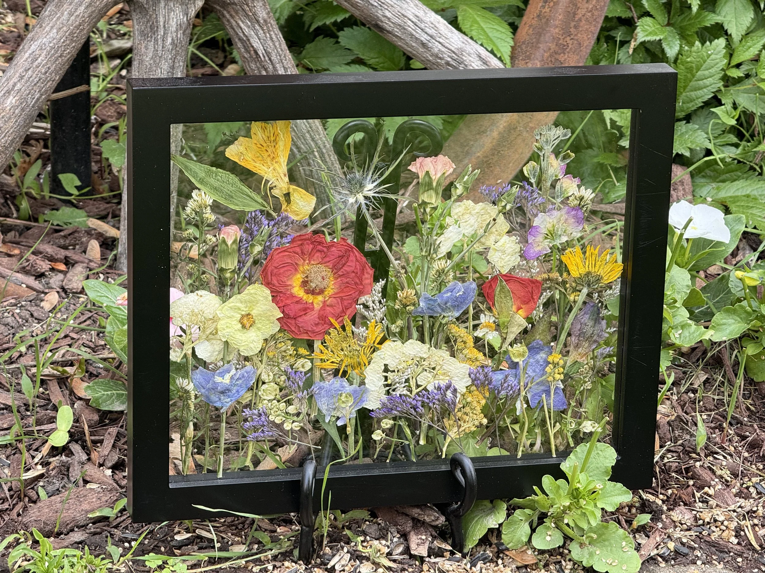 A black frame with glass front displaying a collection of colorful pressed flowers, placed outdoors on soil surrounded by green plants and sticks.