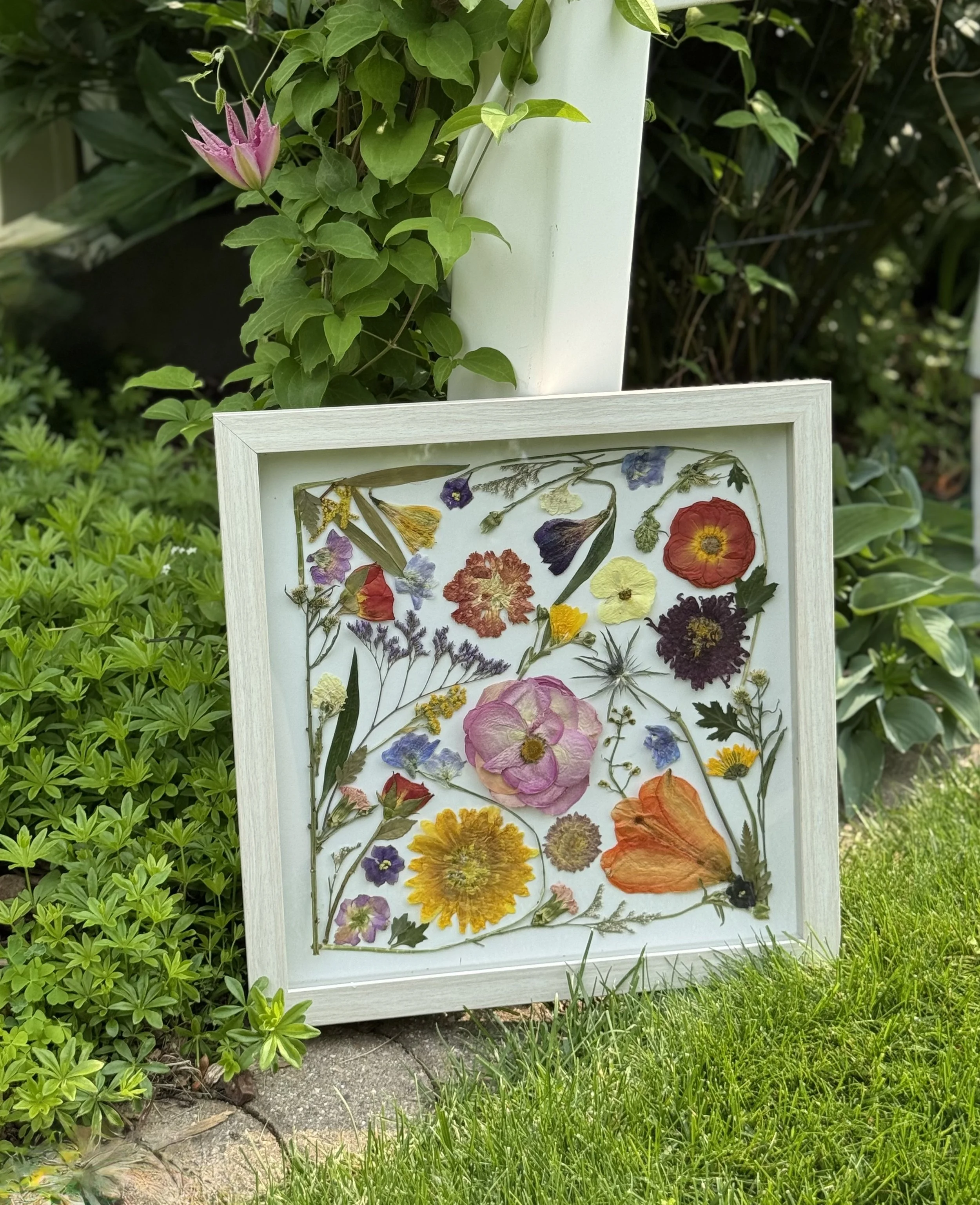 Framed display of pressed and dried flowers arranged on a white background, set in a garden with green bushes and grass nearby.