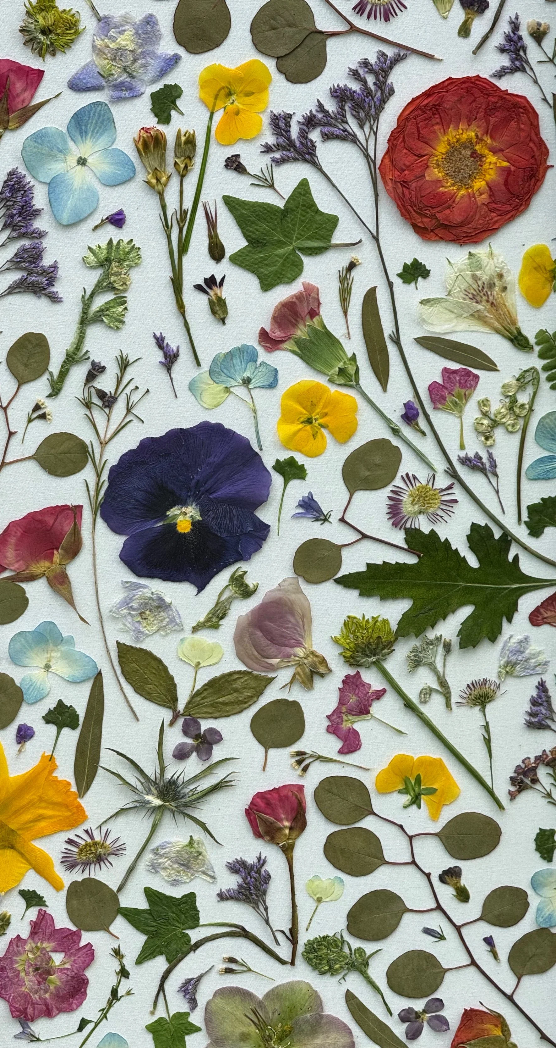 Various pressed flowers and leaves arranged on a white surface, including purple, yellow, pink, blue, and red blooms of different shapes and sizes.