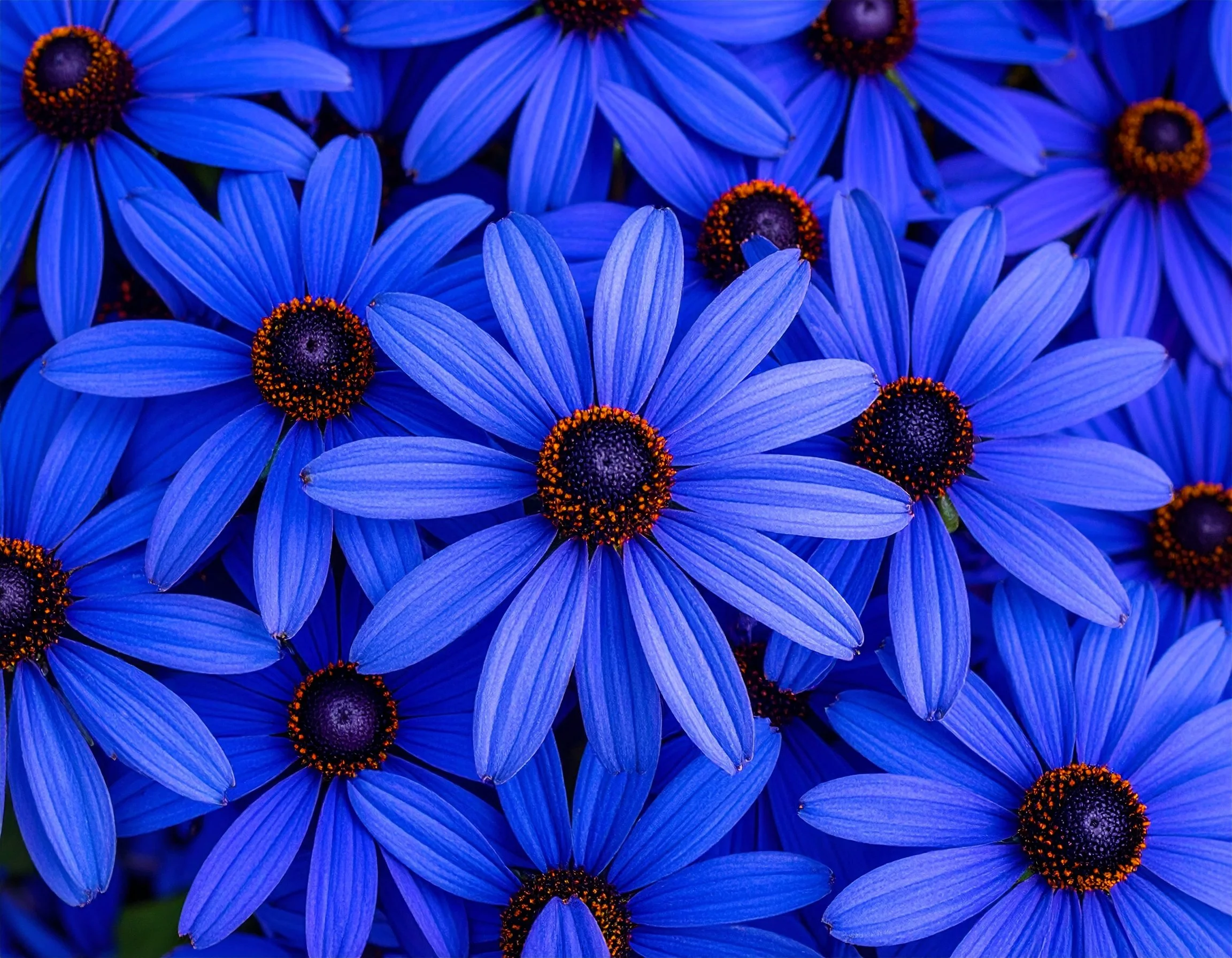 Firefly background Close-up of bold colo 915534 S5B.jpg