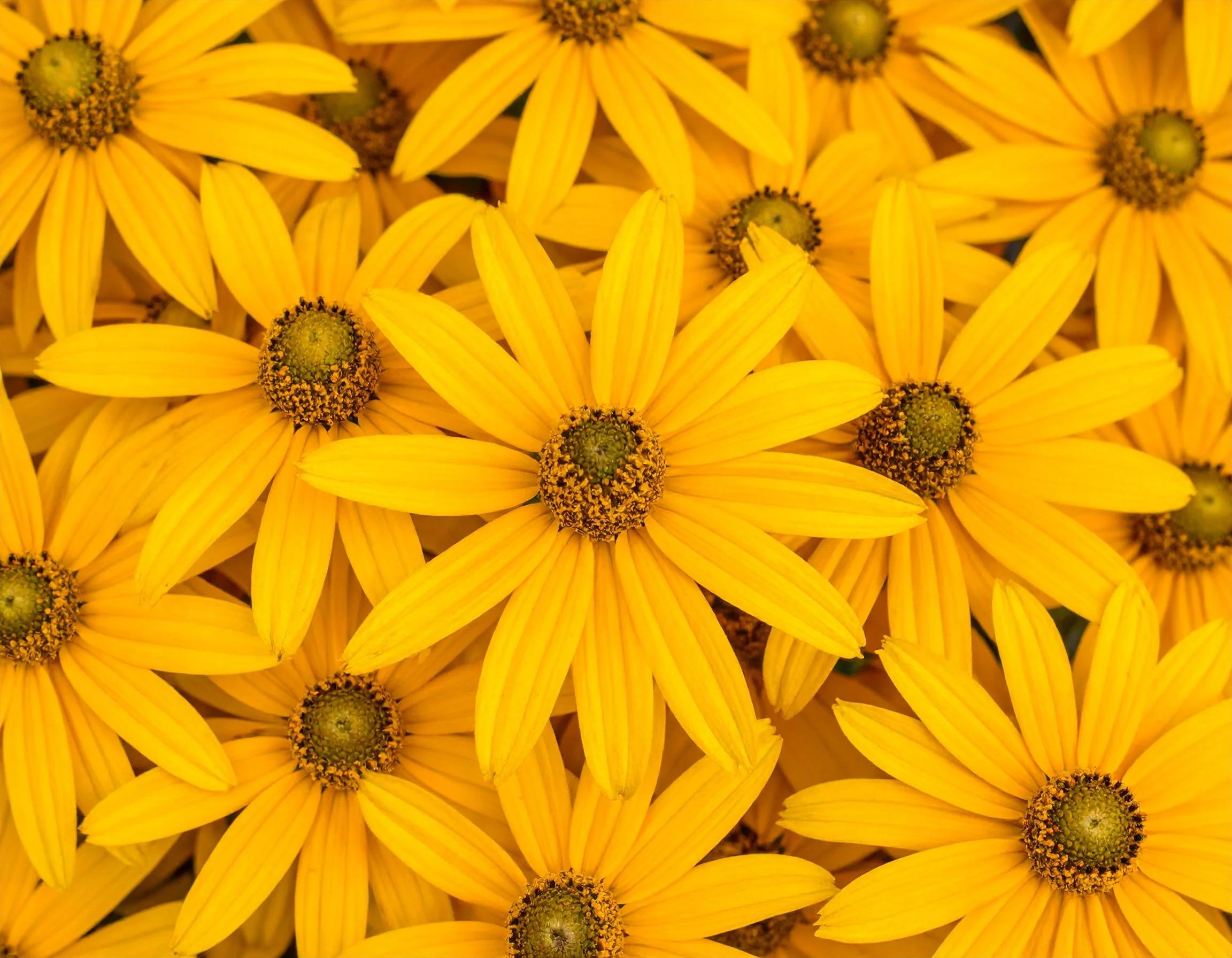 Firefly background Close-up color of Cha 915534 9Tl.jpg