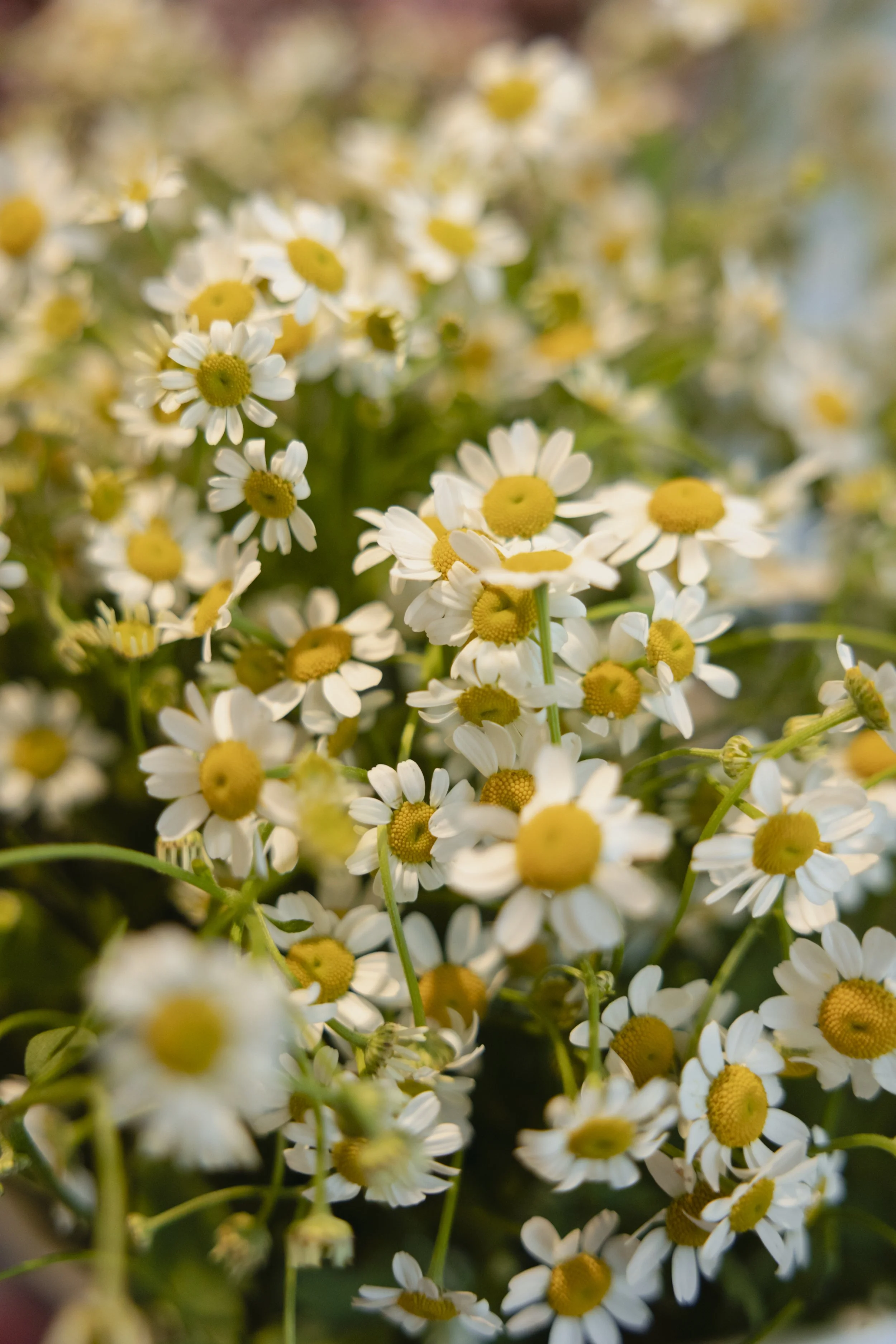 Close-up of small white daisies with yellow centers on a plant.