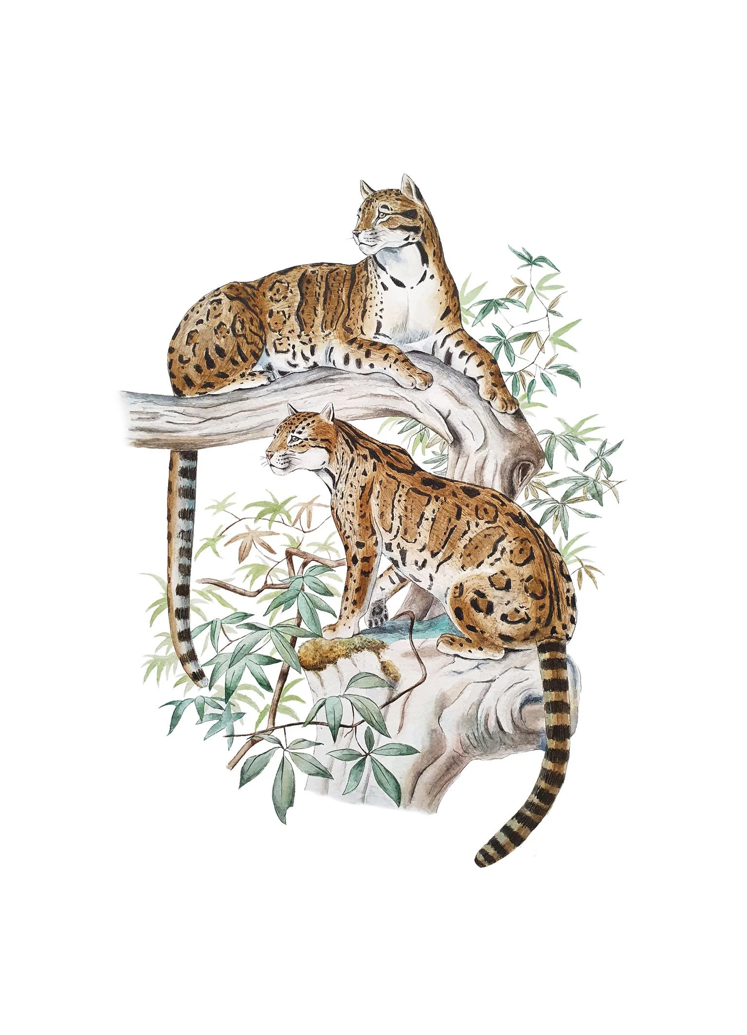 clouded leopards 13x18.jpg