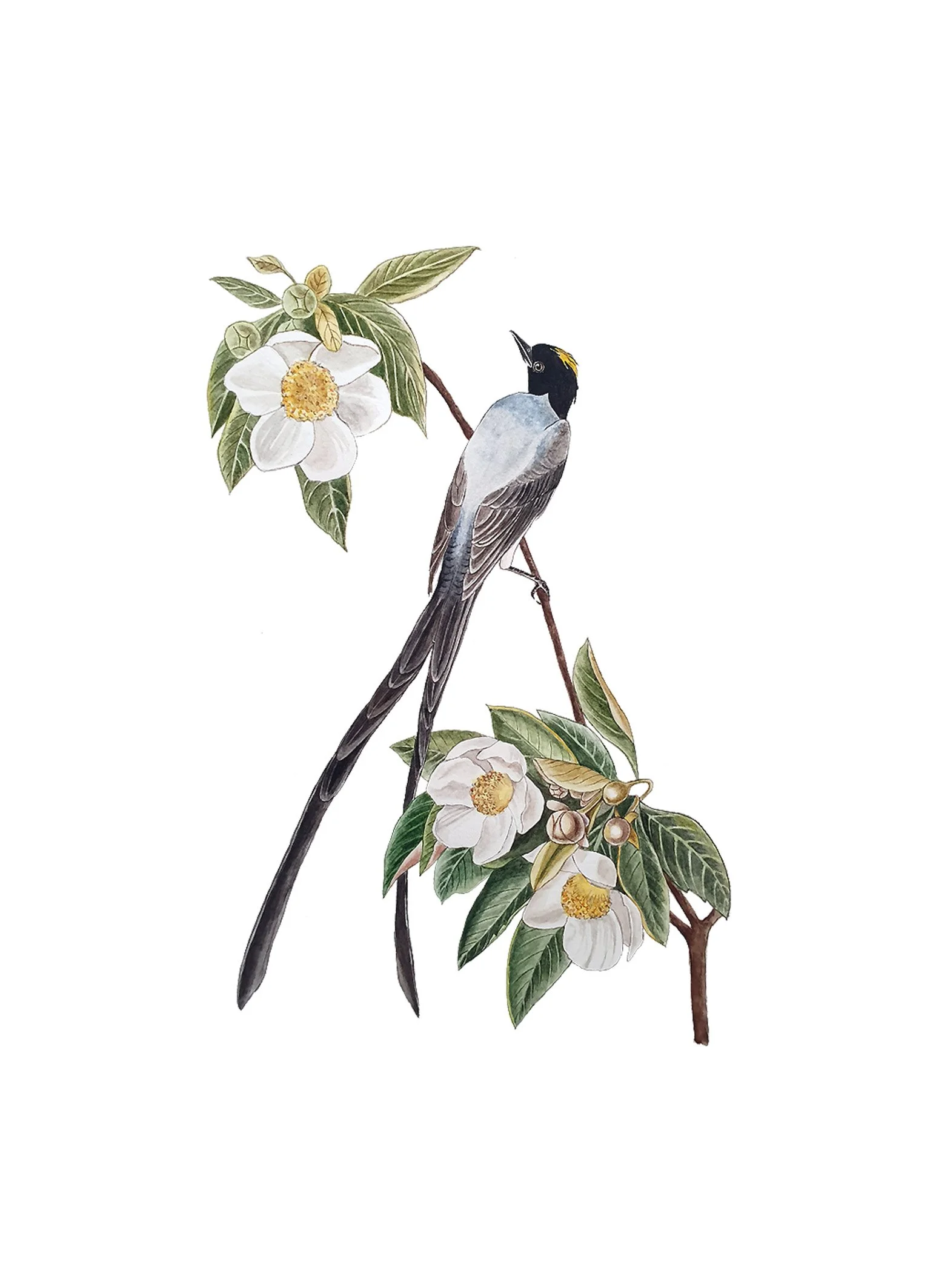 fork tailed flycatcher 13x18.jpg