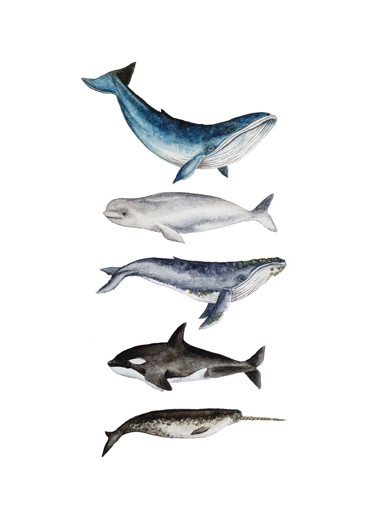 whales 13x18.jpg
