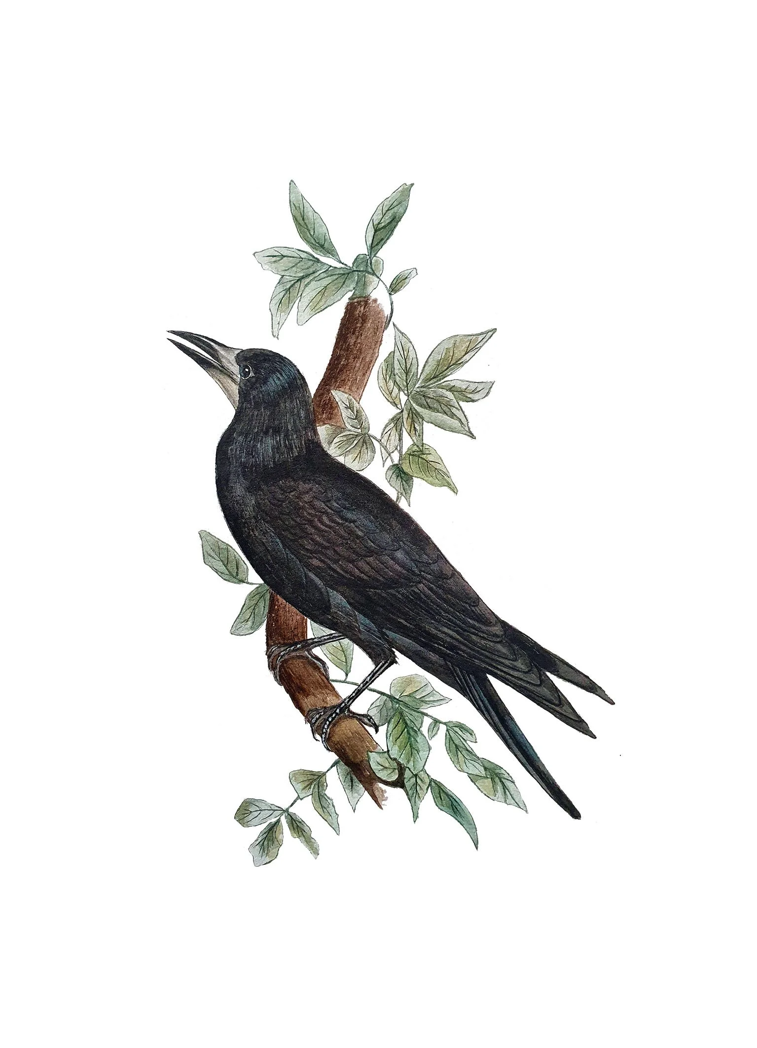 crow 13x18.jpg