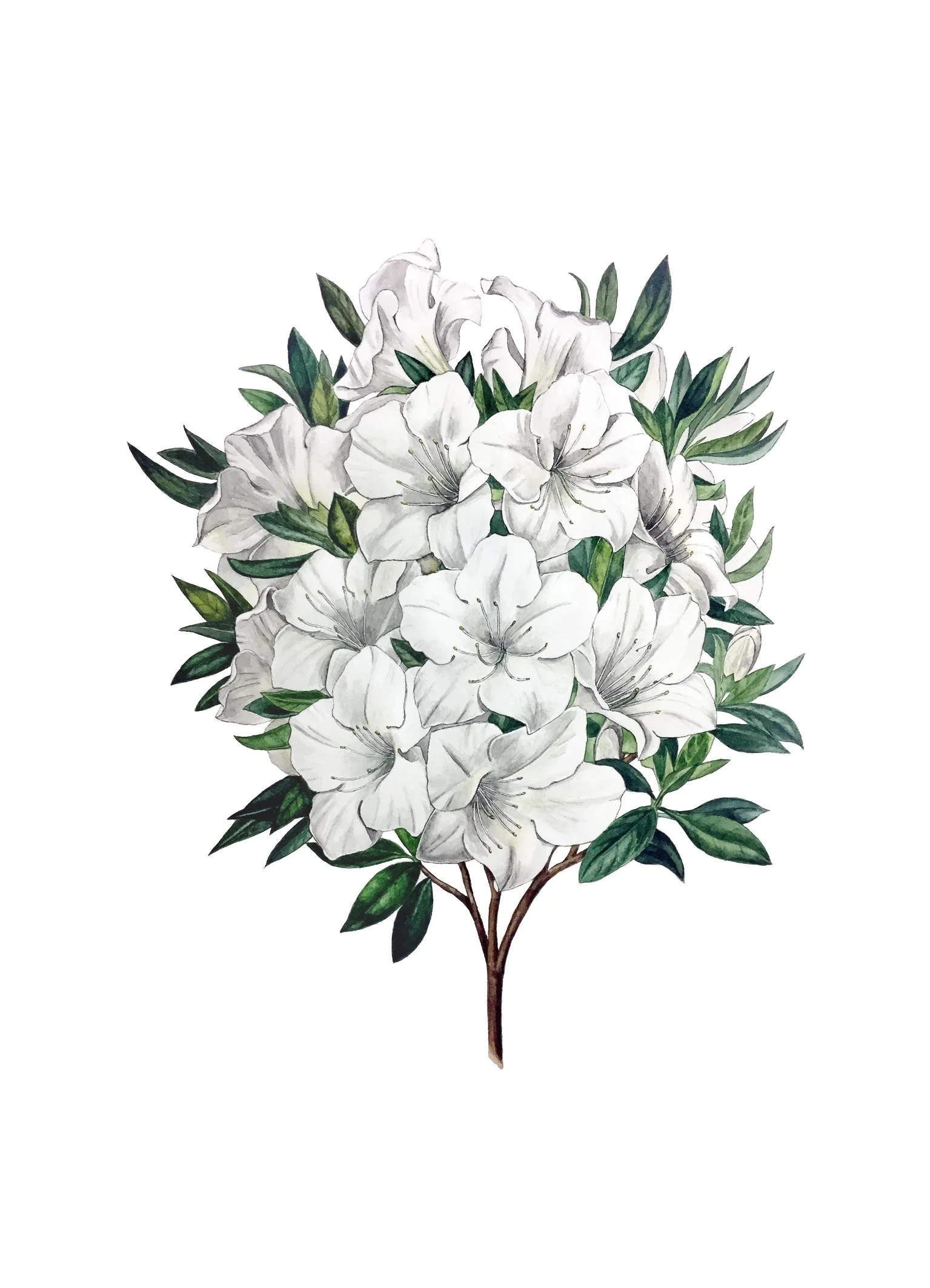 Azalea 13x18.jpg