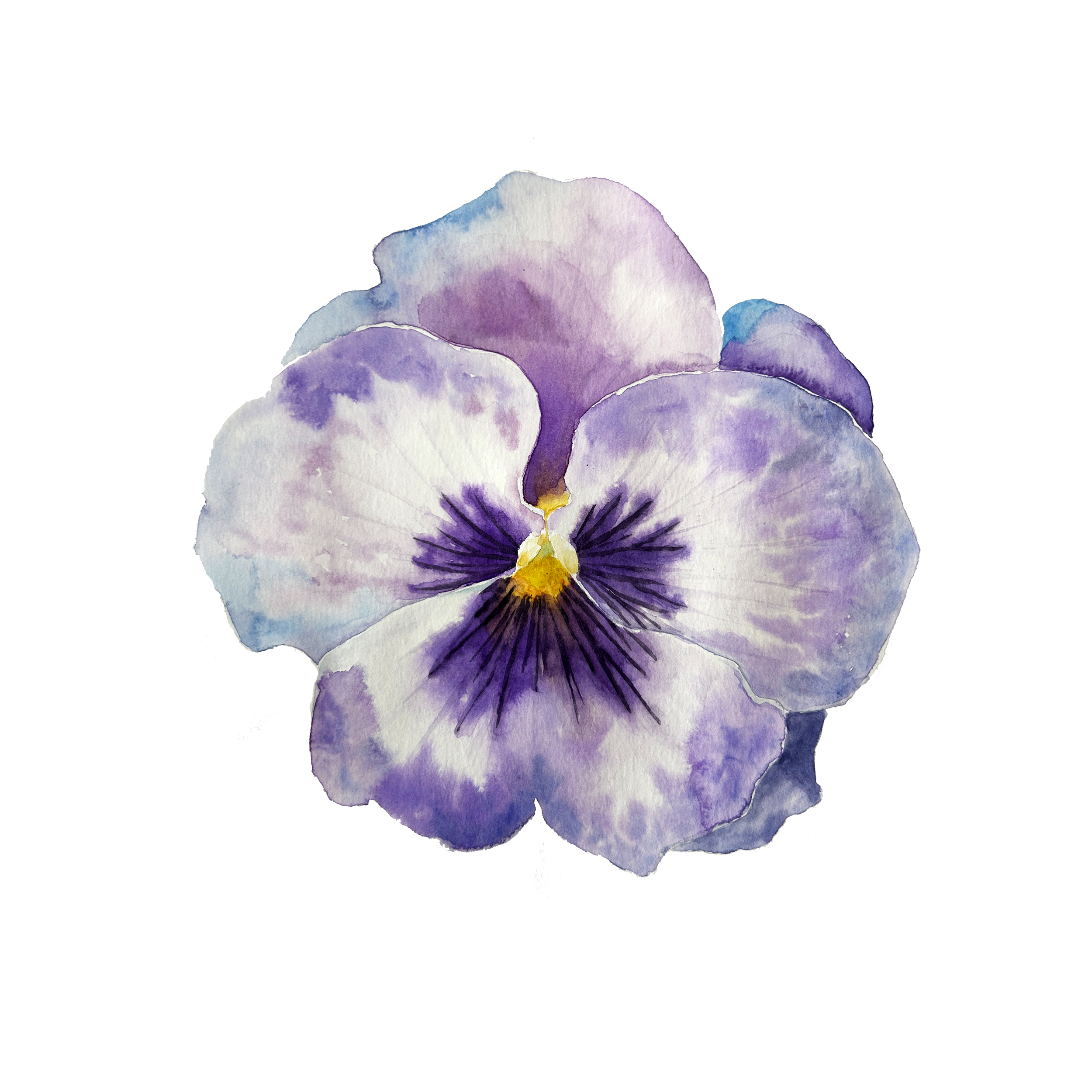 pansy insta copie.png