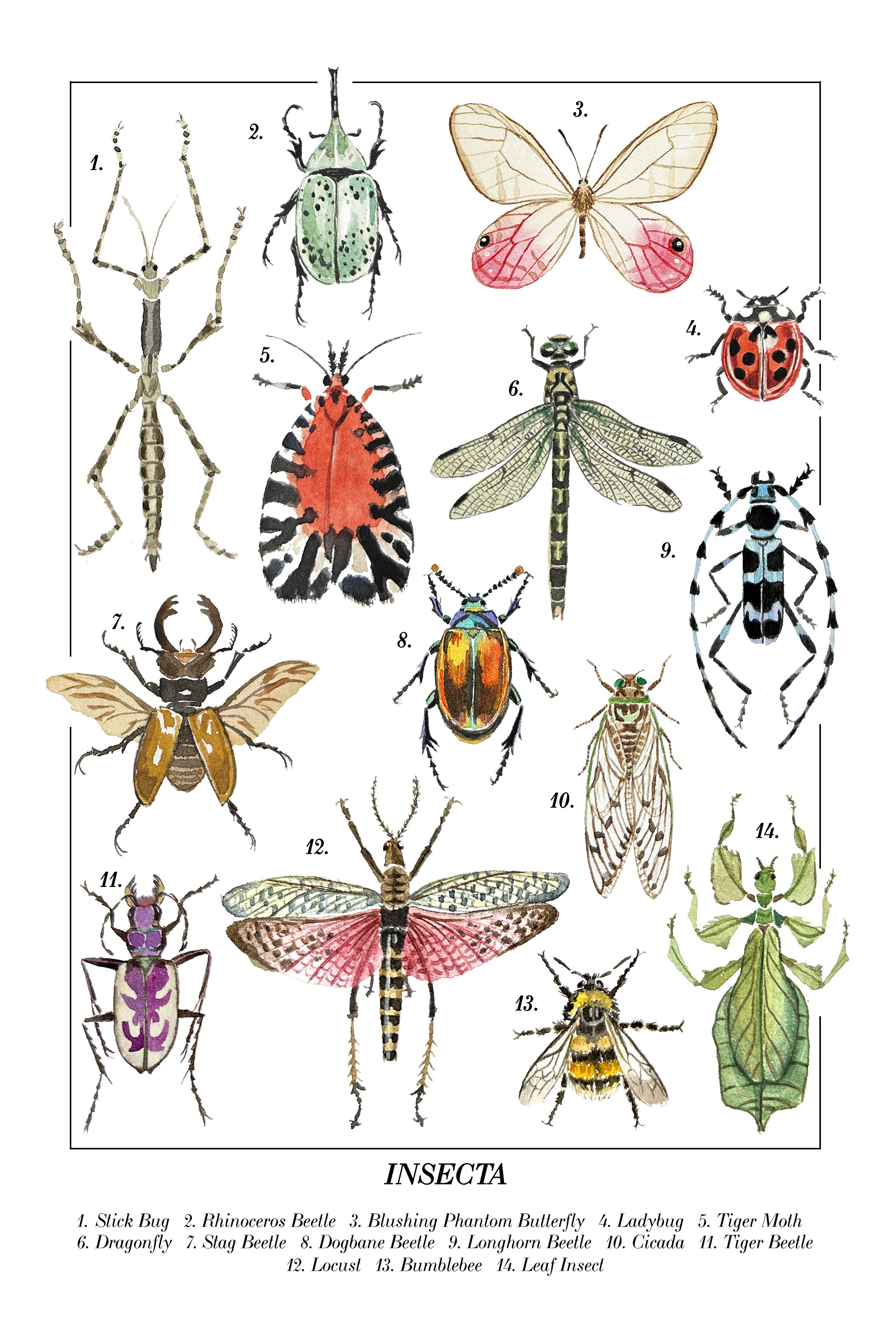 Insecta - Limited Edition Art Print
