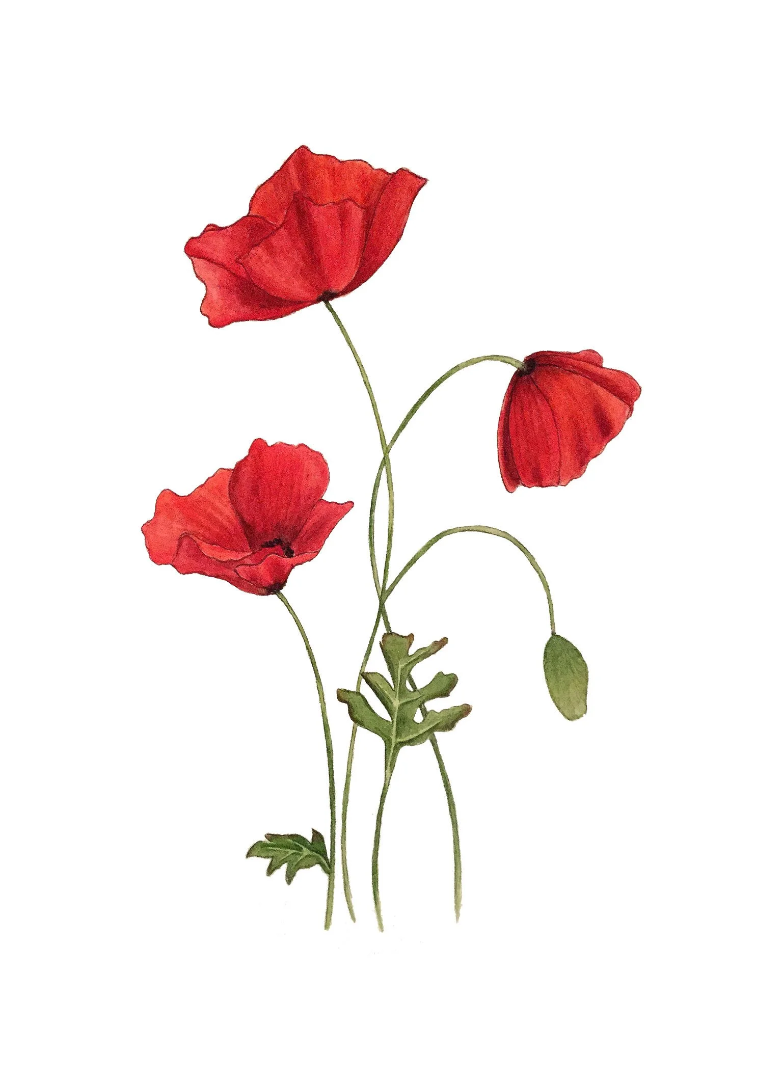 poppy 13x18.jpg